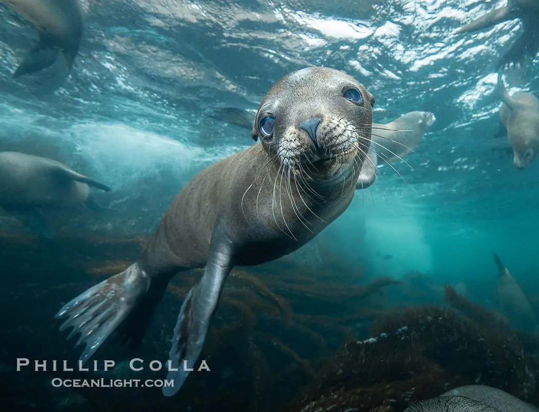 Sea Lions in the Coronado Islands, Fall 2021