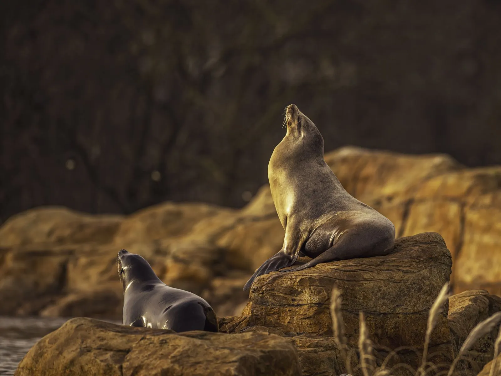 Sea Lions at Yorkshire Wildlife Park
