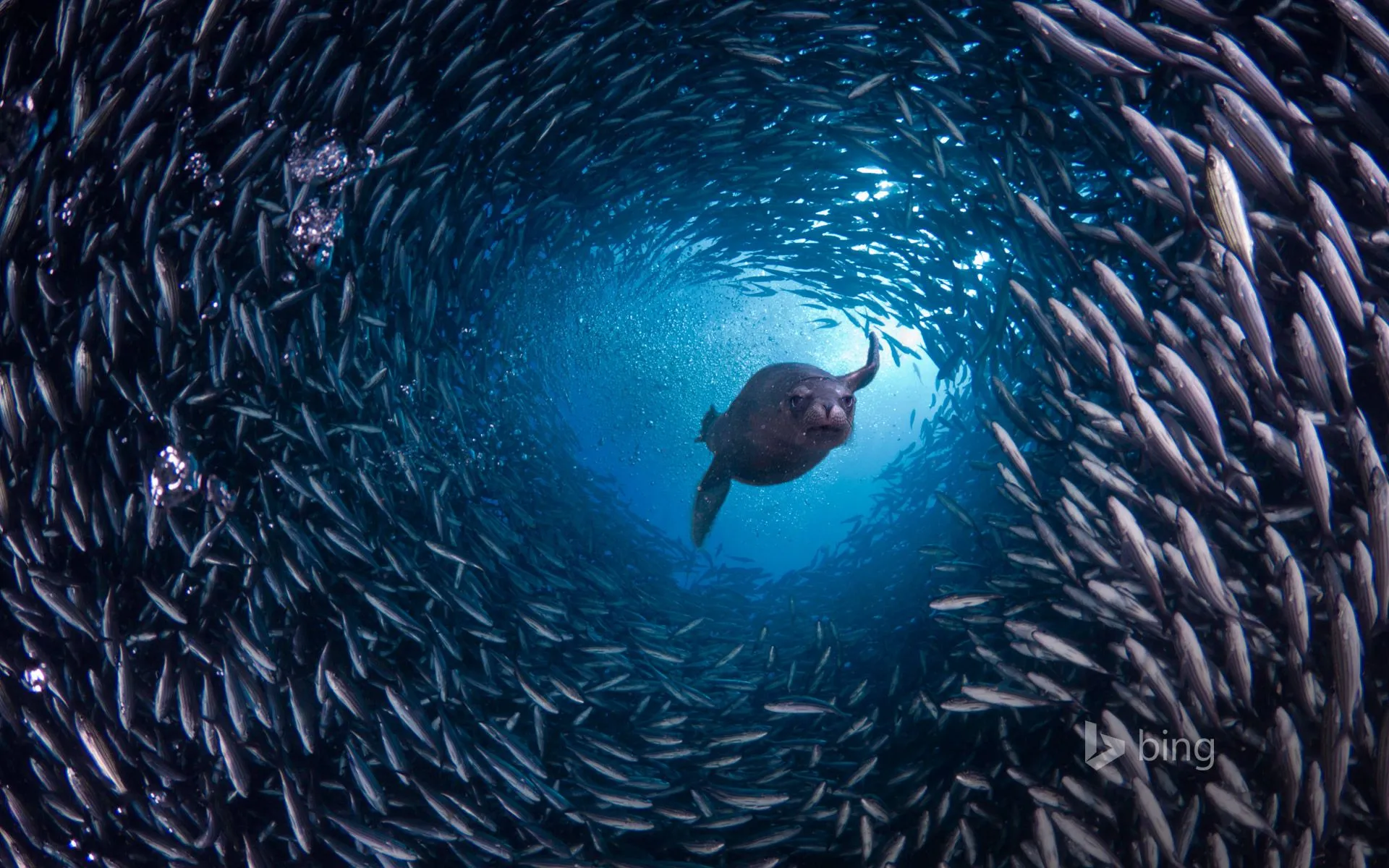 Galápagos Sea Lion Swims Through A School Of Black Striped Salema Fish Off Santa Cruz Island, Galápagos Islands, Ecuador Wallpaper