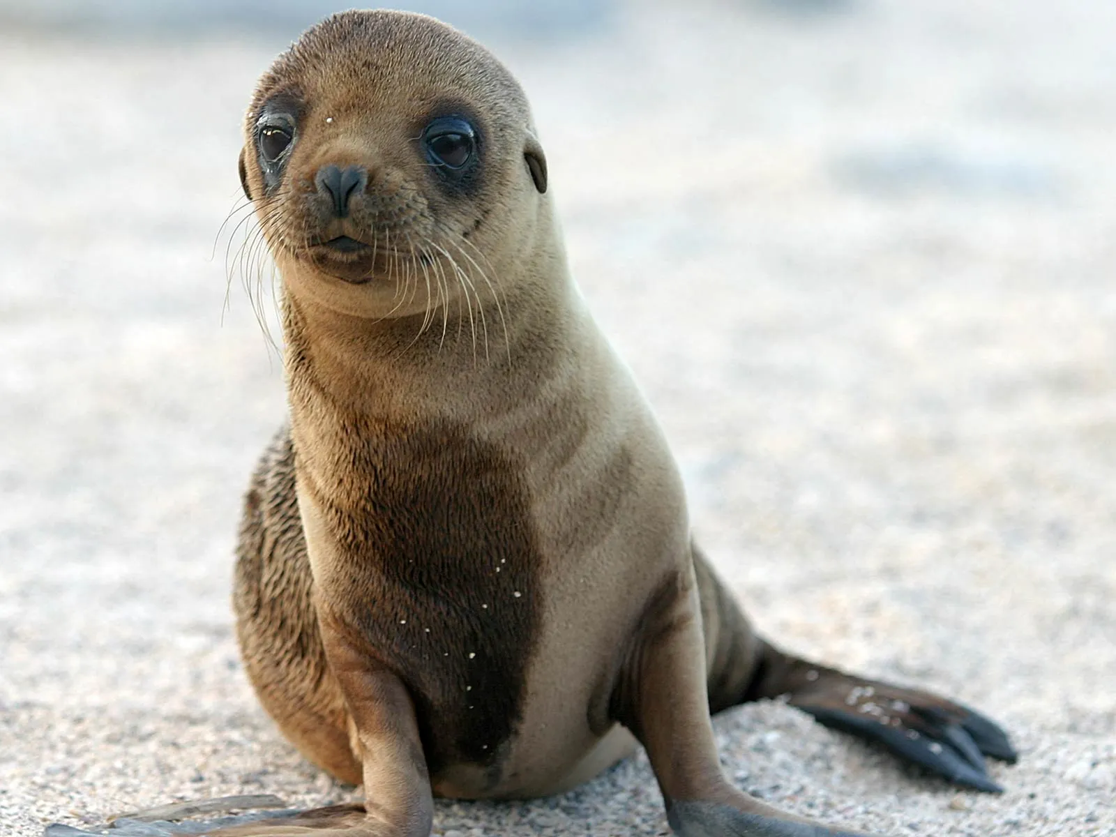 Free Sea Lion Wallpaper