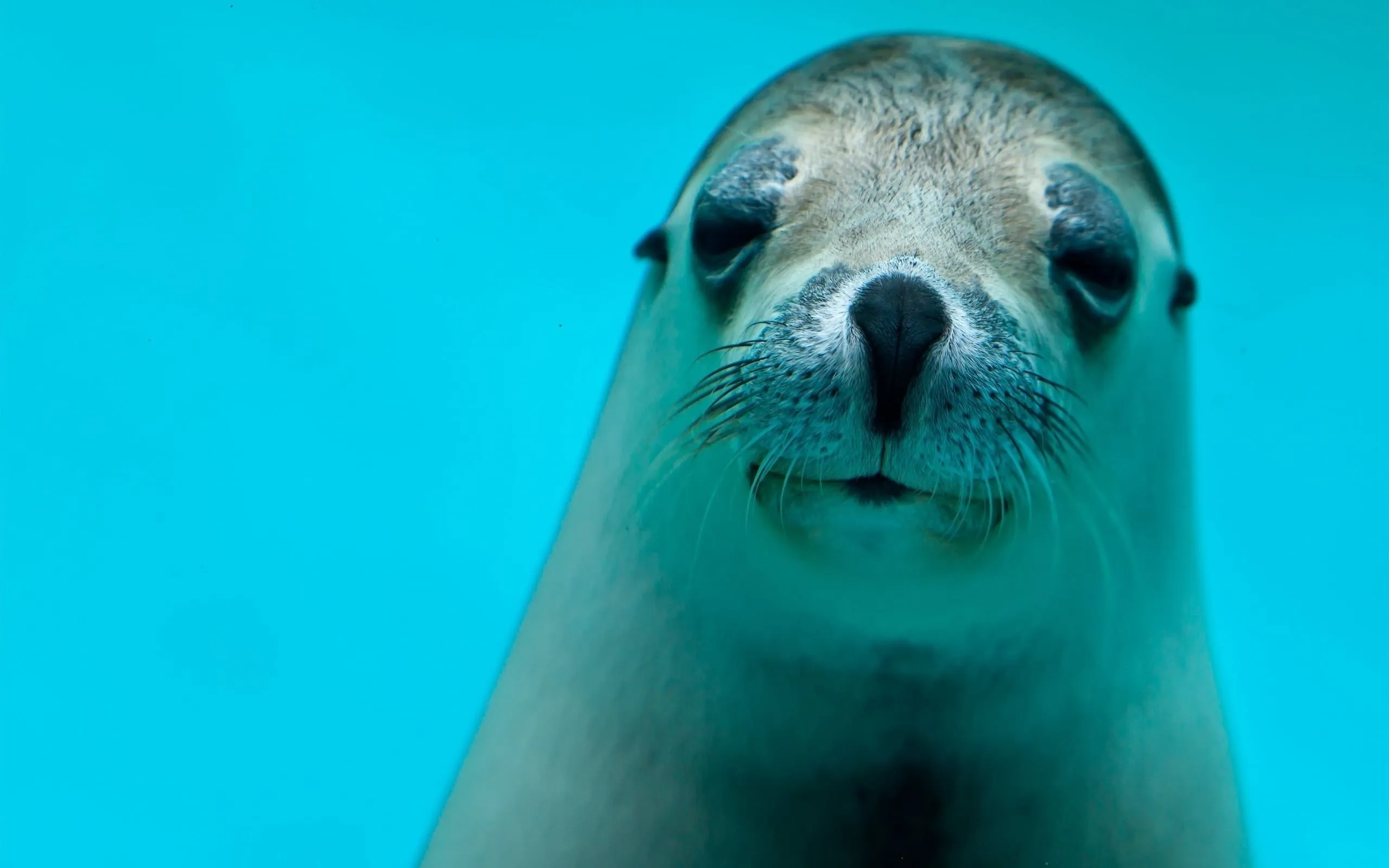 Sea lion HD wallpaper