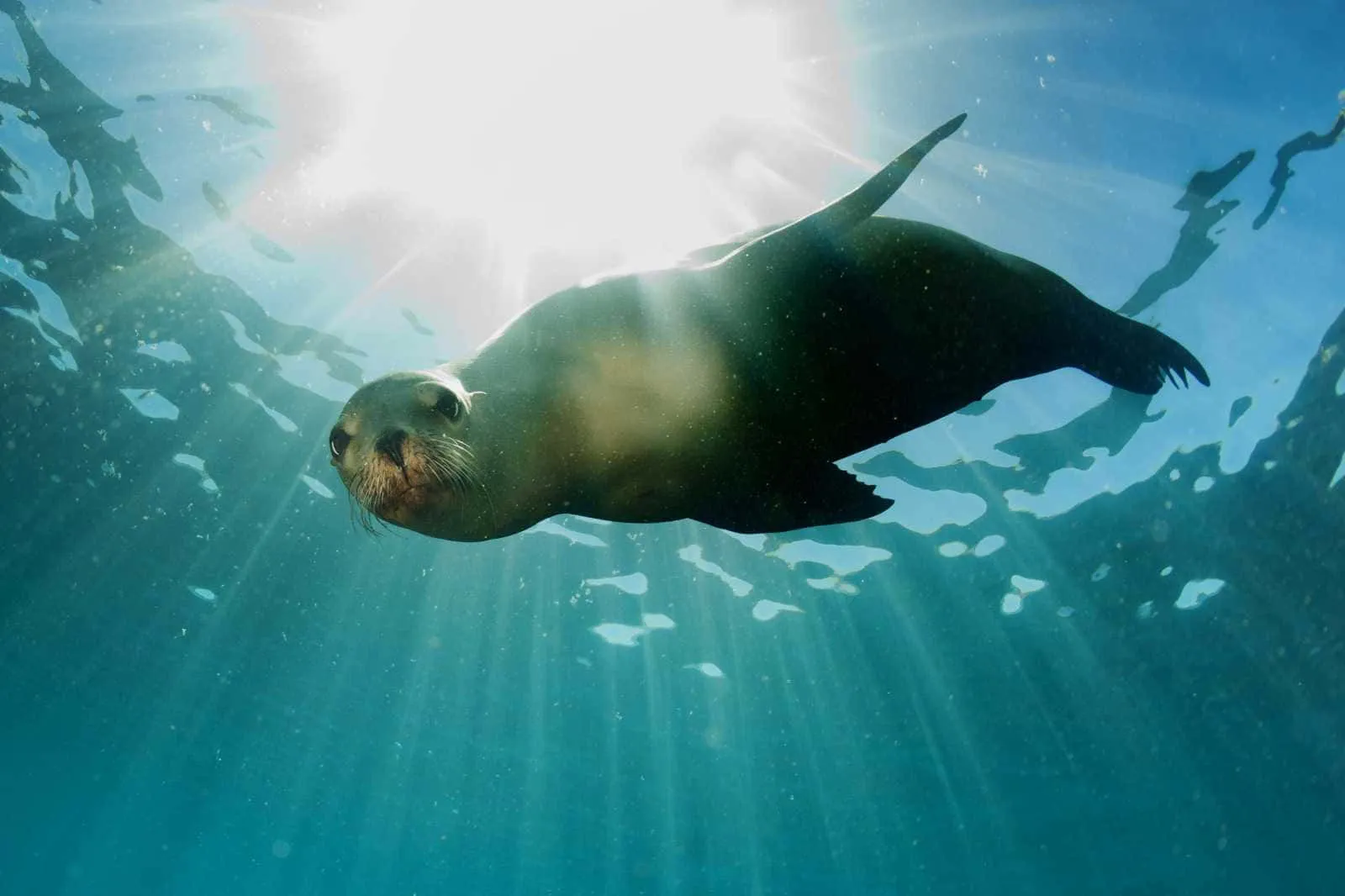 Sea Lion Wallpaper