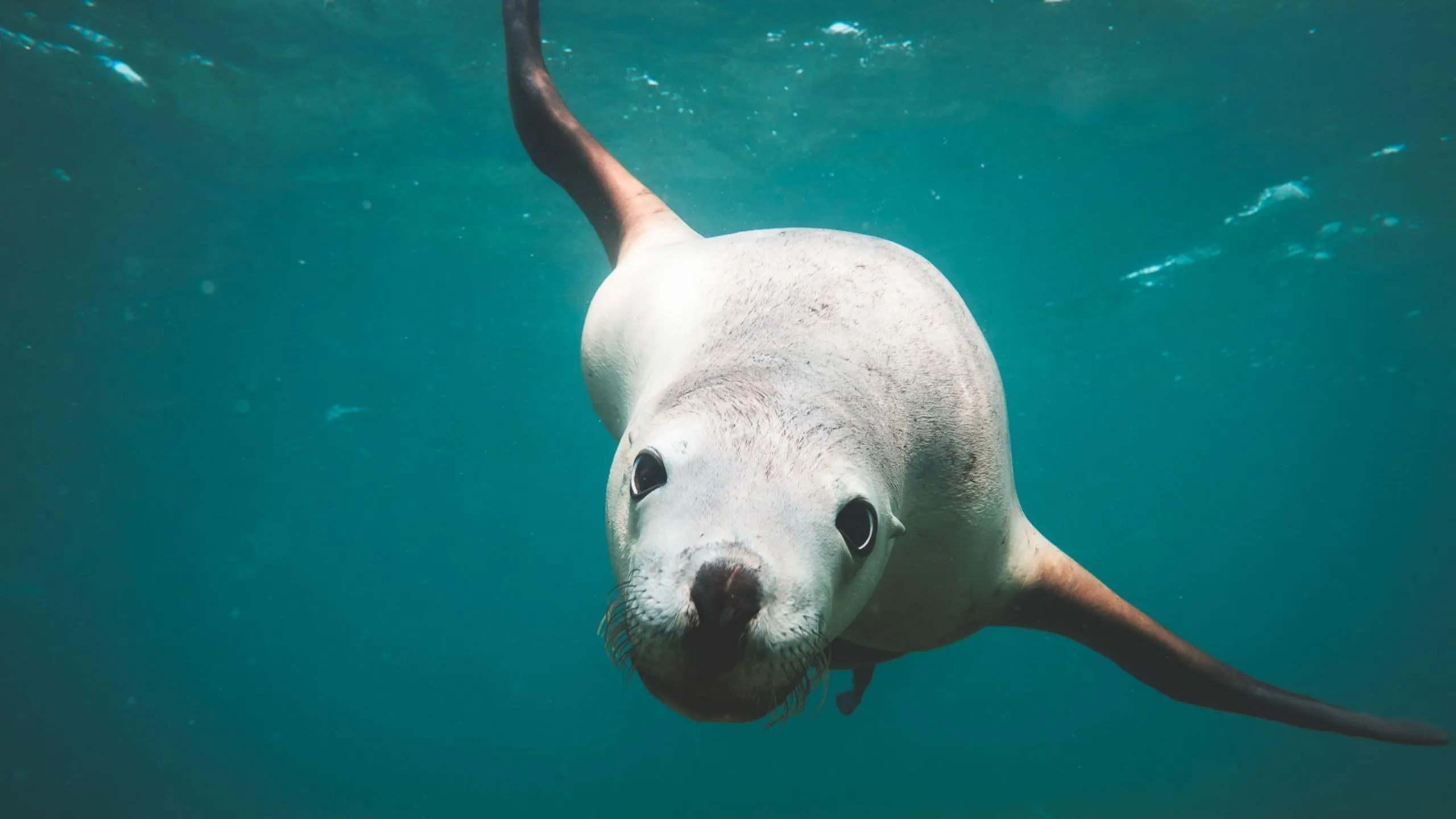 Sea Lion Fact Sheet. Blog