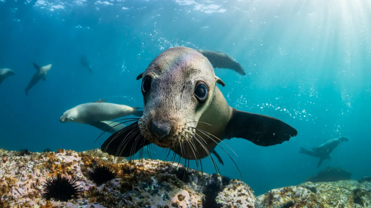 How marine mammals stay hydrated in a salty sea