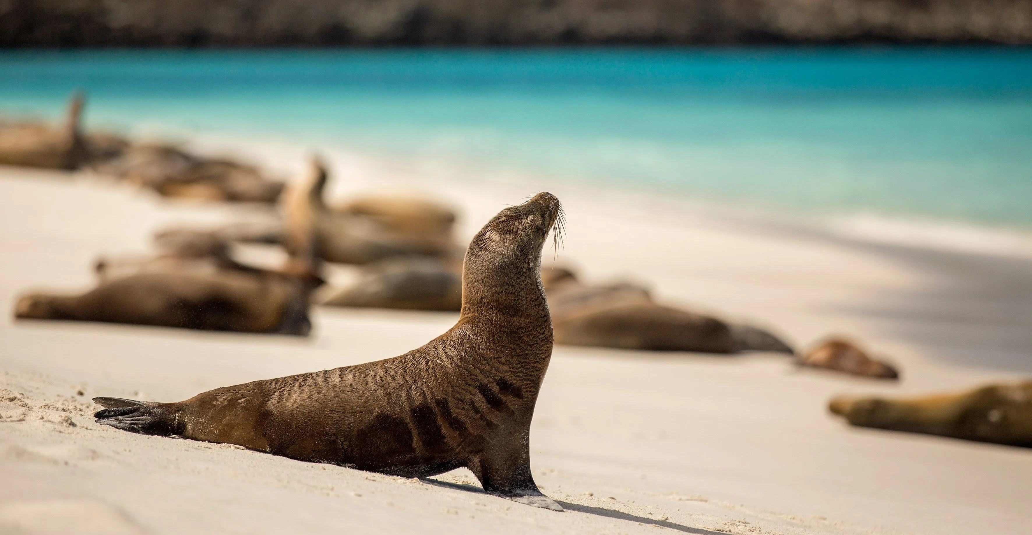 Sea Lion Wallpaper