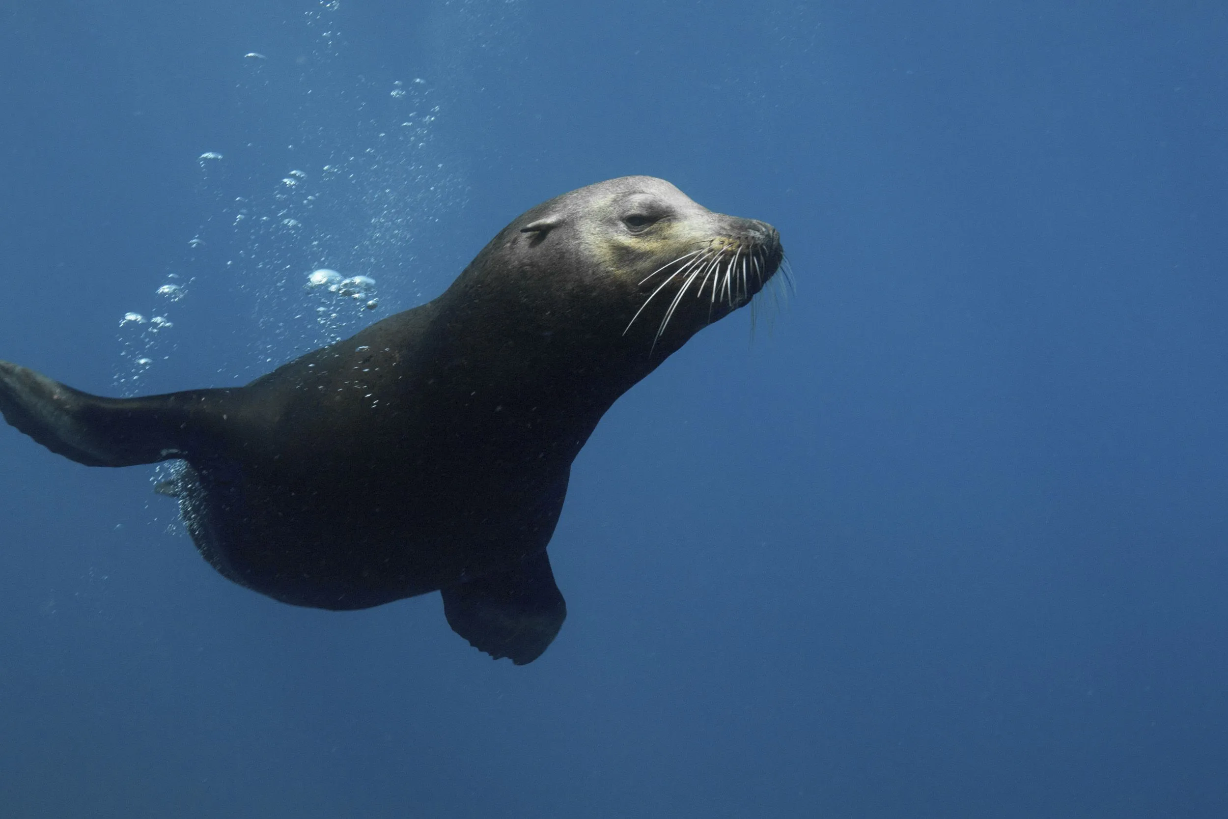 Sea Lions