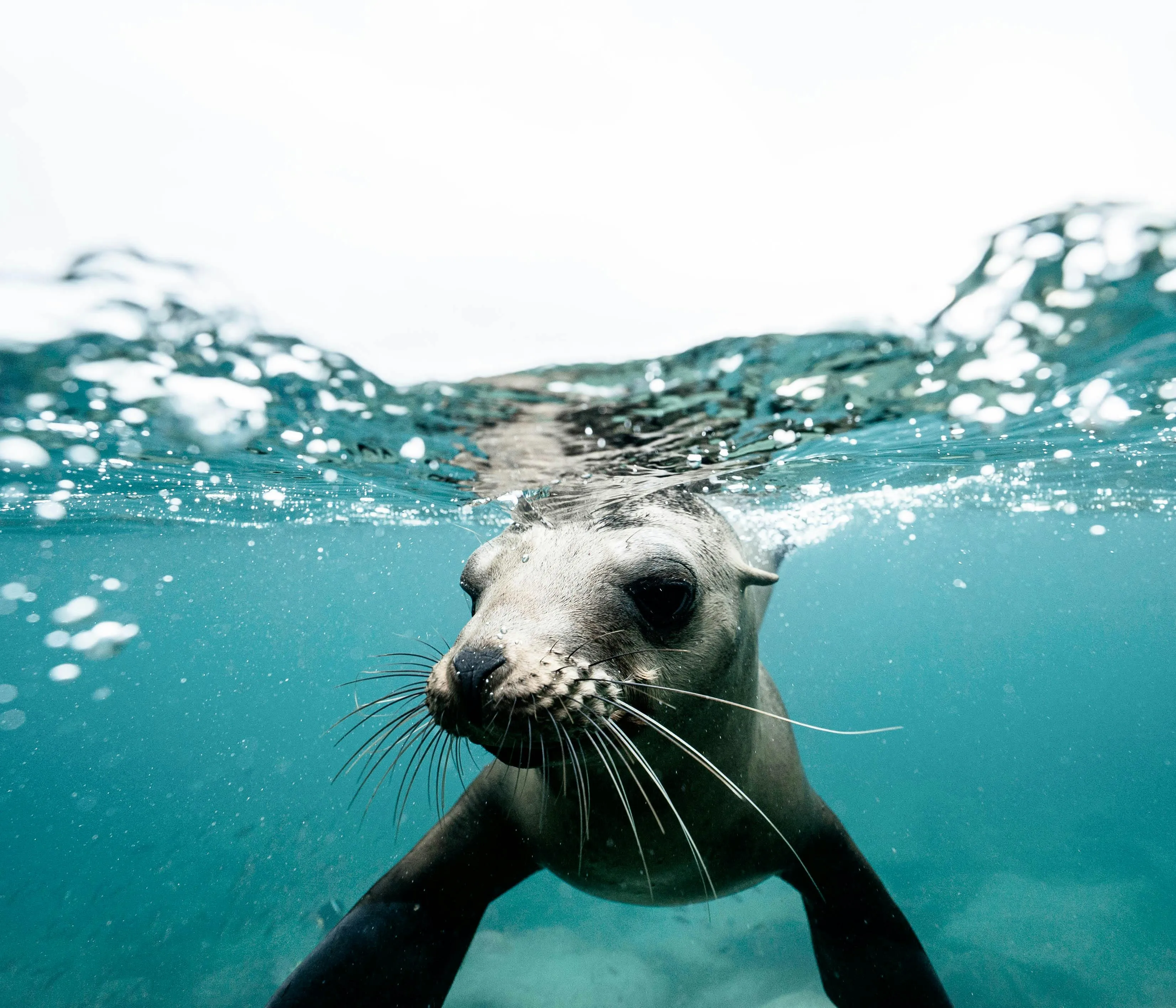 Cute seal on crystal clear water · Free