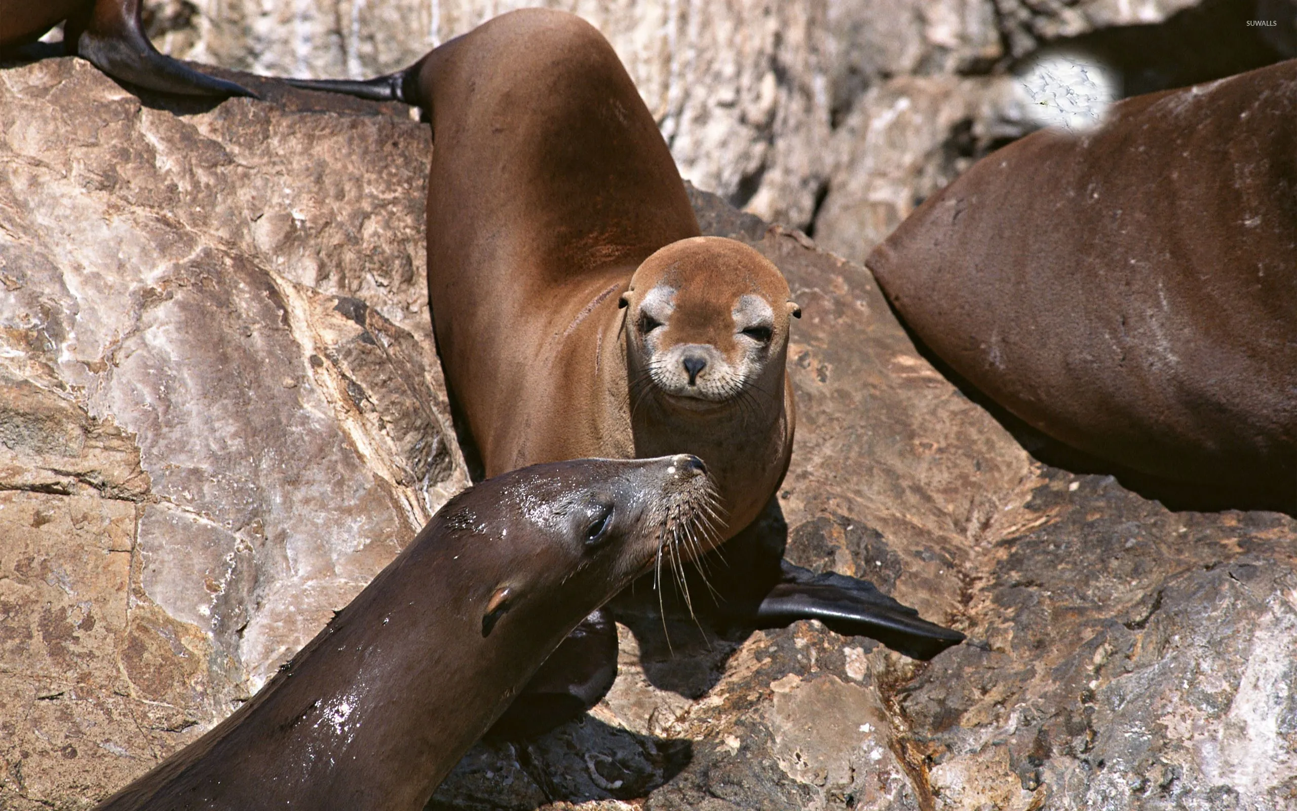 Sea lions [2] wallpaper wallpaper
