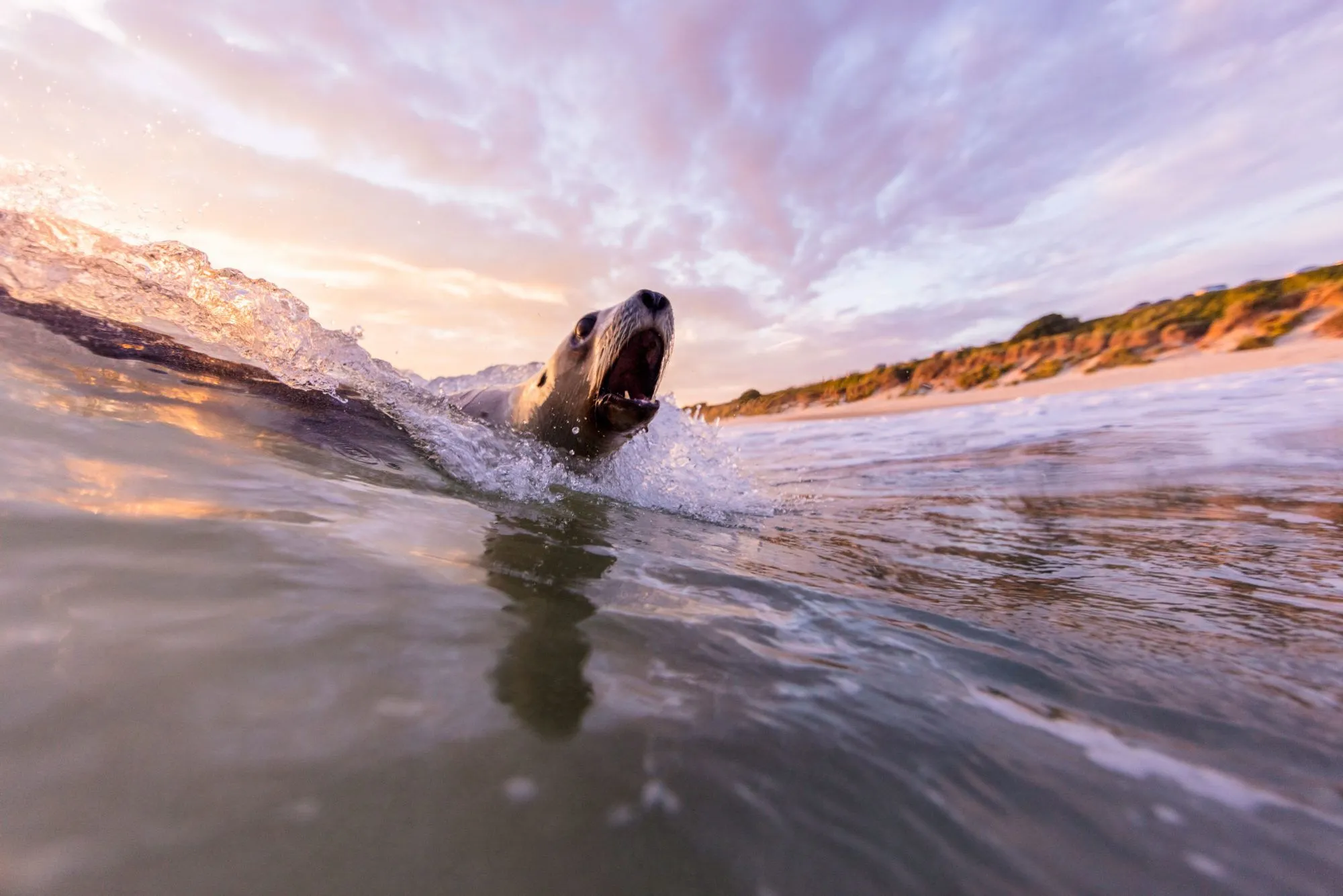 The sea lions next door. New Zealand Geographic