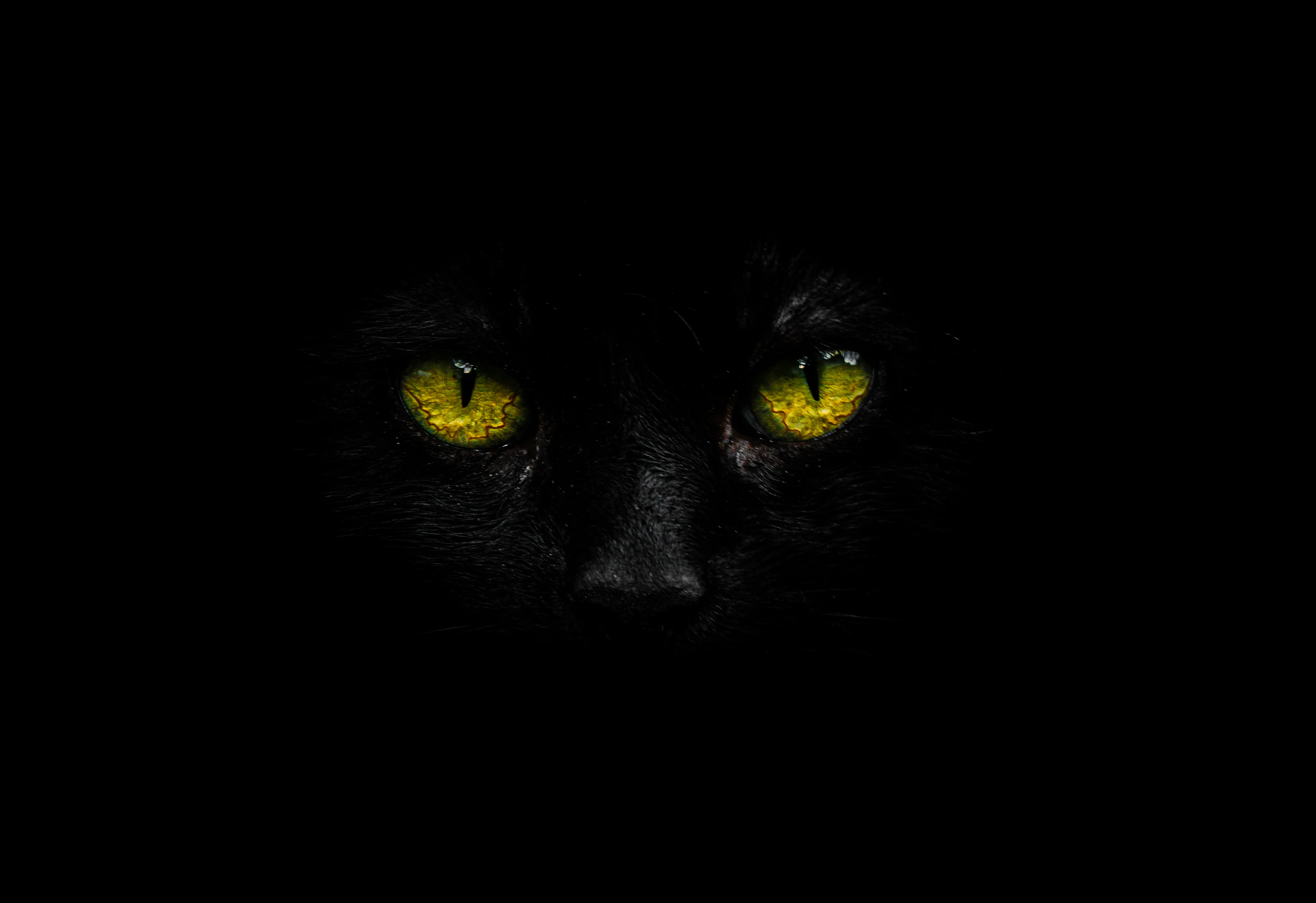 OLED Wallpaper: Free HD Download [4K]