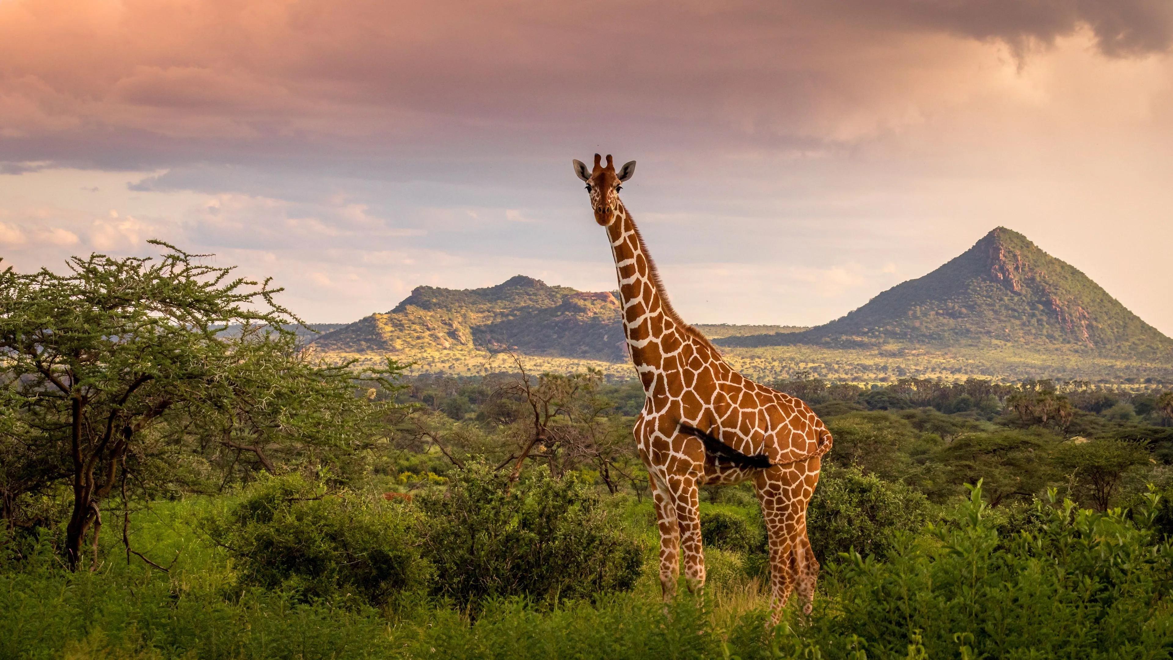 Africa Wallpaper