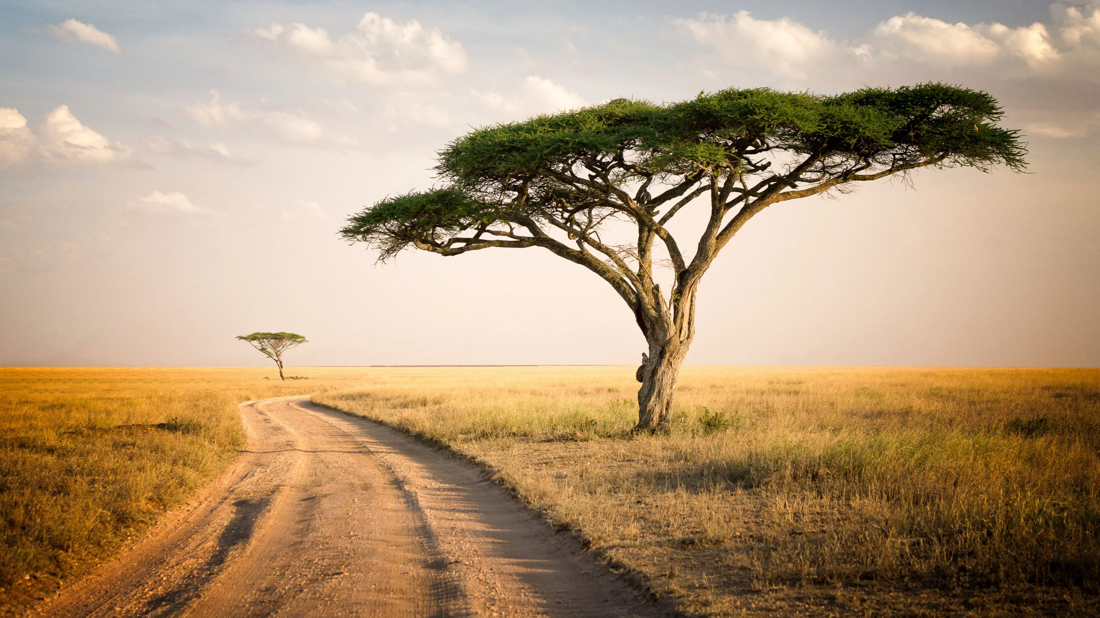 Africa Wallpaper