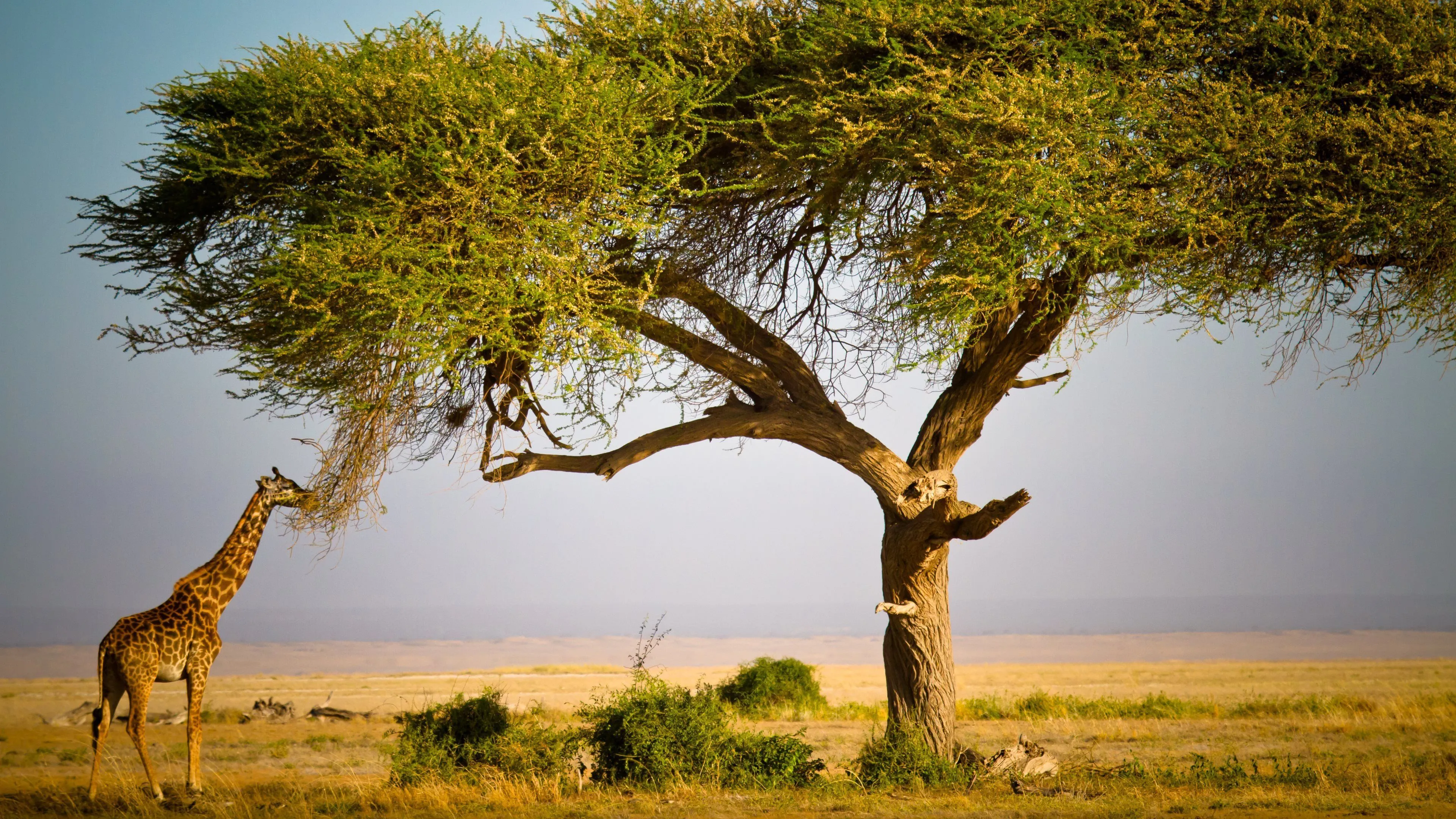 Desktop wallpaper: Africa, Animal, Giraffe, Tree 4K free download for PC. 802503