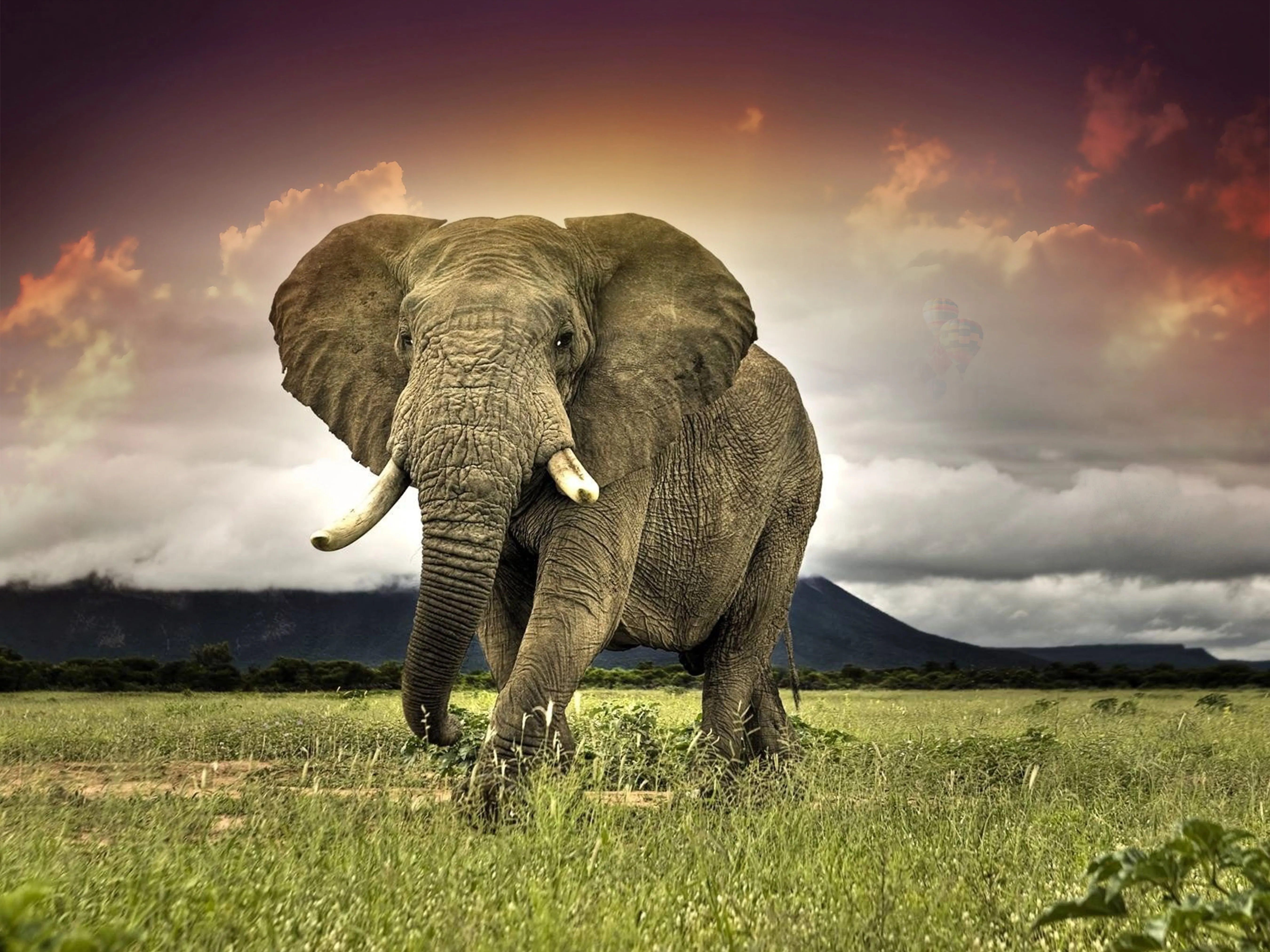 Desktop wallpaper: Elephants, Savannah, Africa, Animal, African Bush Elephant 4K free download for PC. 376720