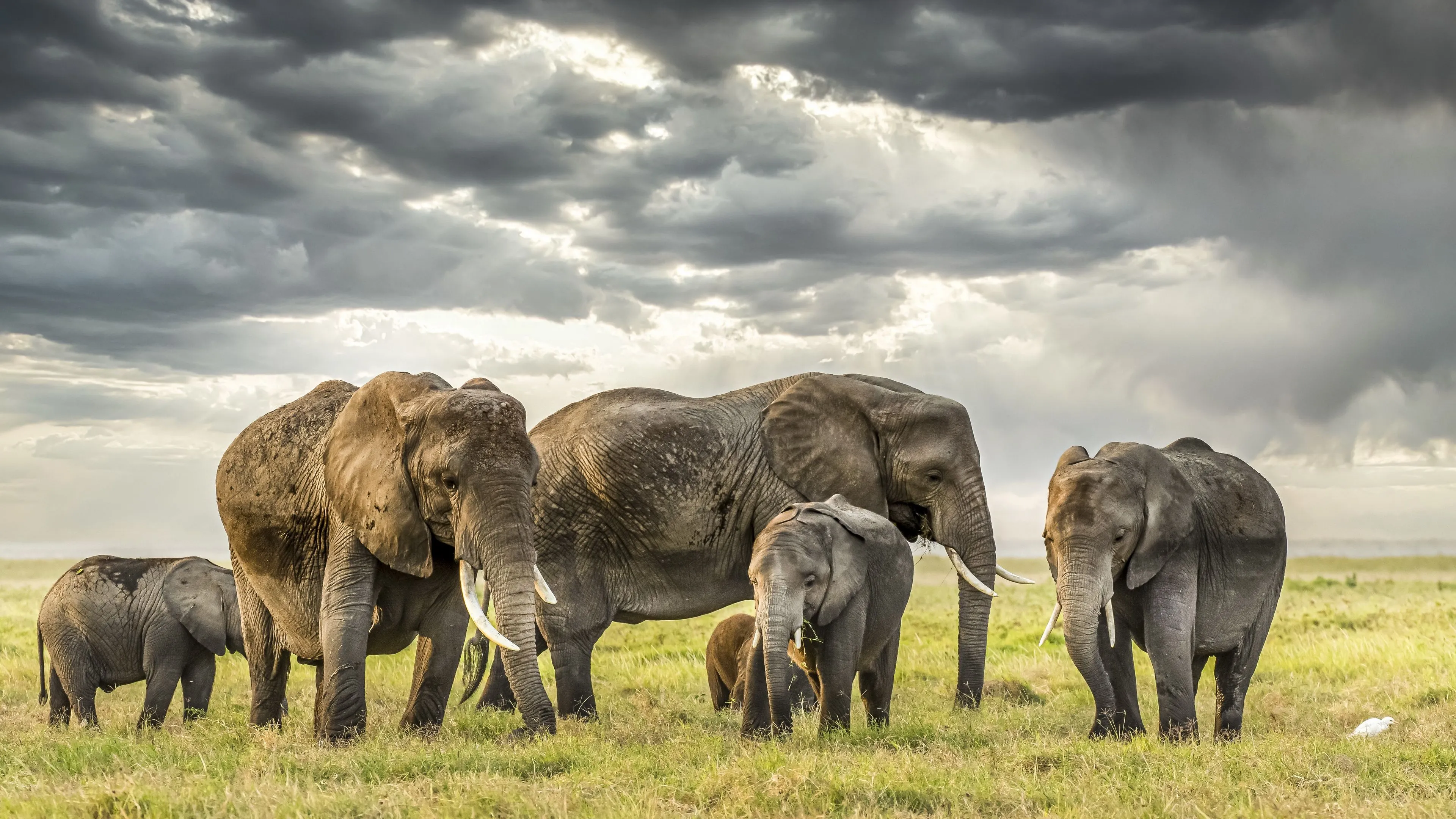 Desktop wallpaper: Elephants, Animal, African Bush Elephant, Baby Animal 4K free download for PC. 507900