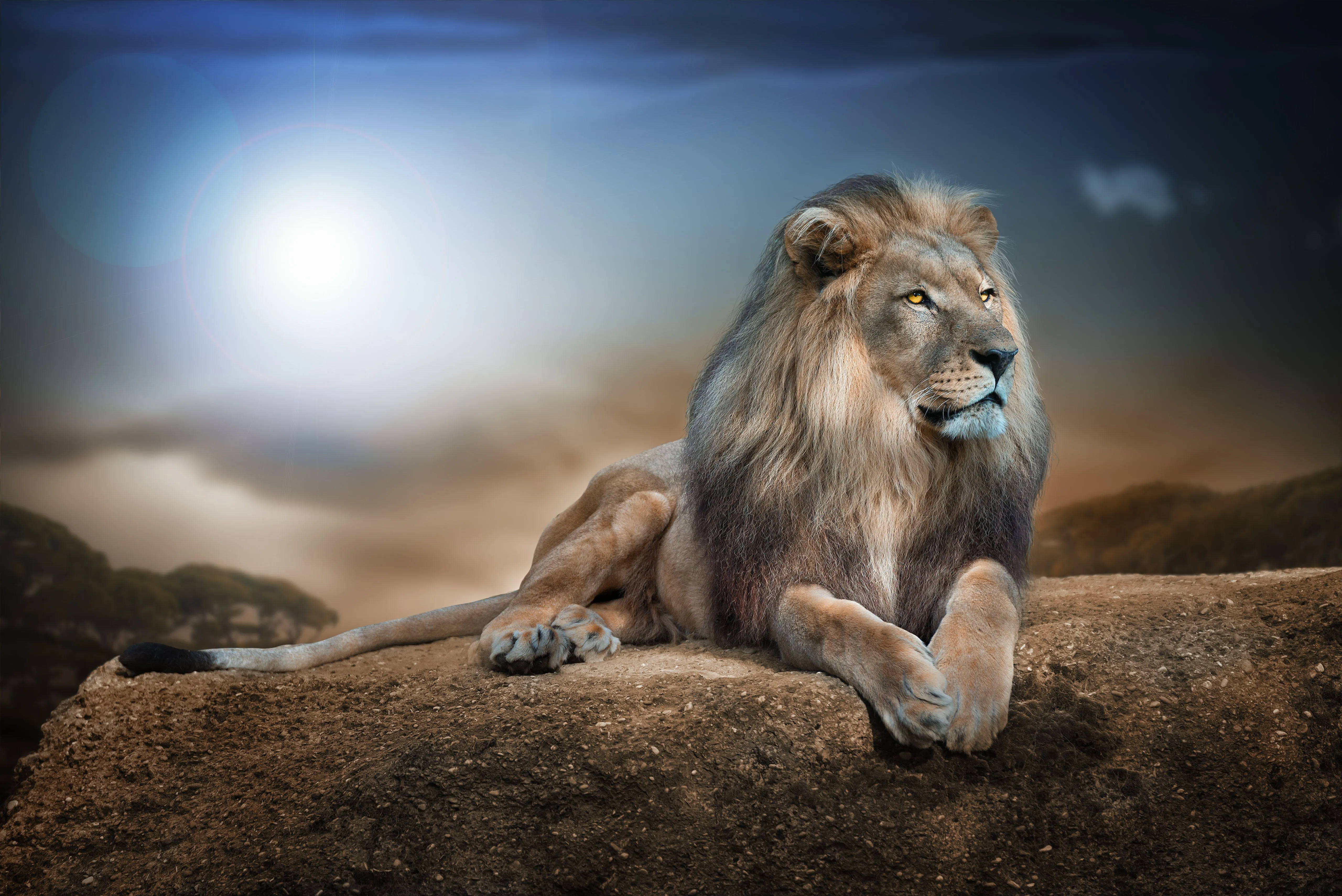African Lion Wallpaper 4K, Big cat, Carnivore, Predator