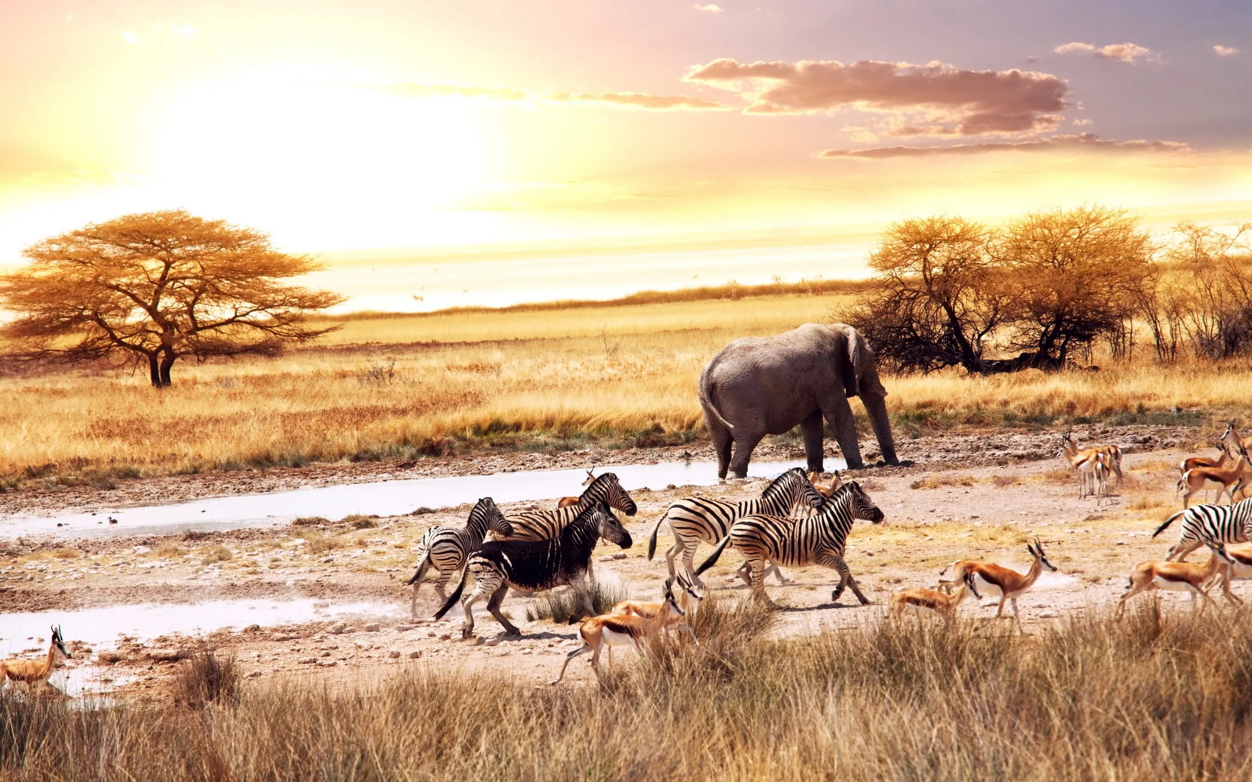 African Savanna Animals Desktop wallpaper 1280x1024