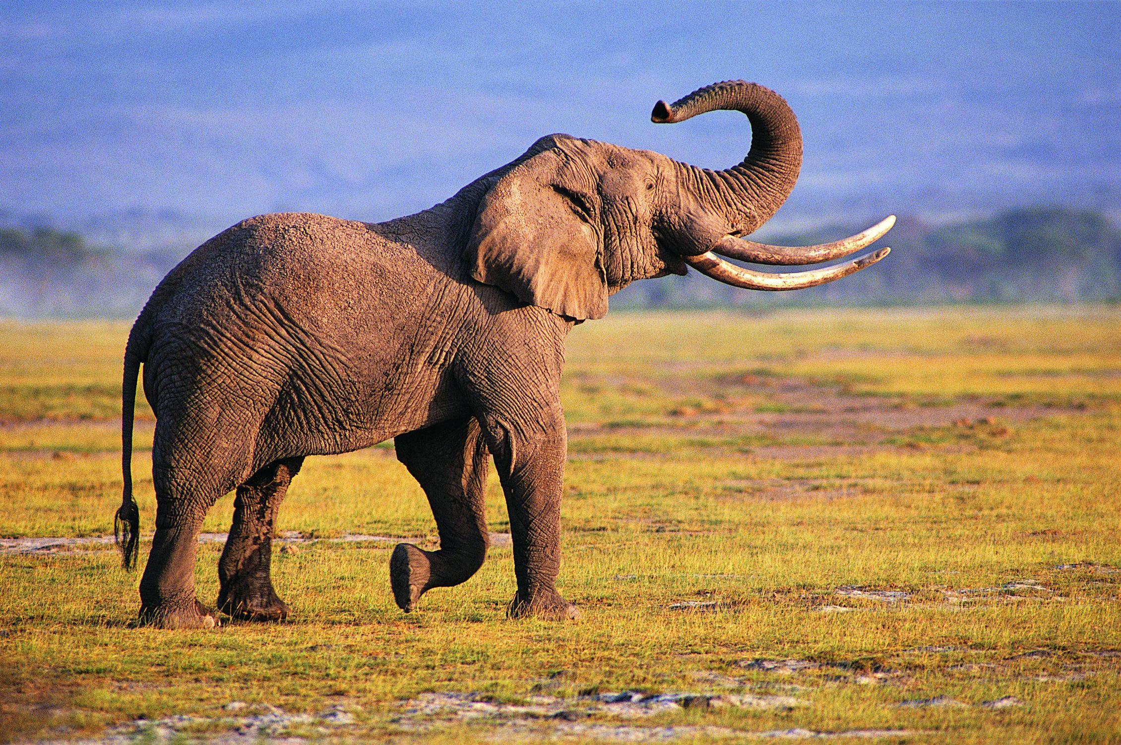 African Elephant Best Wallpaper 18621