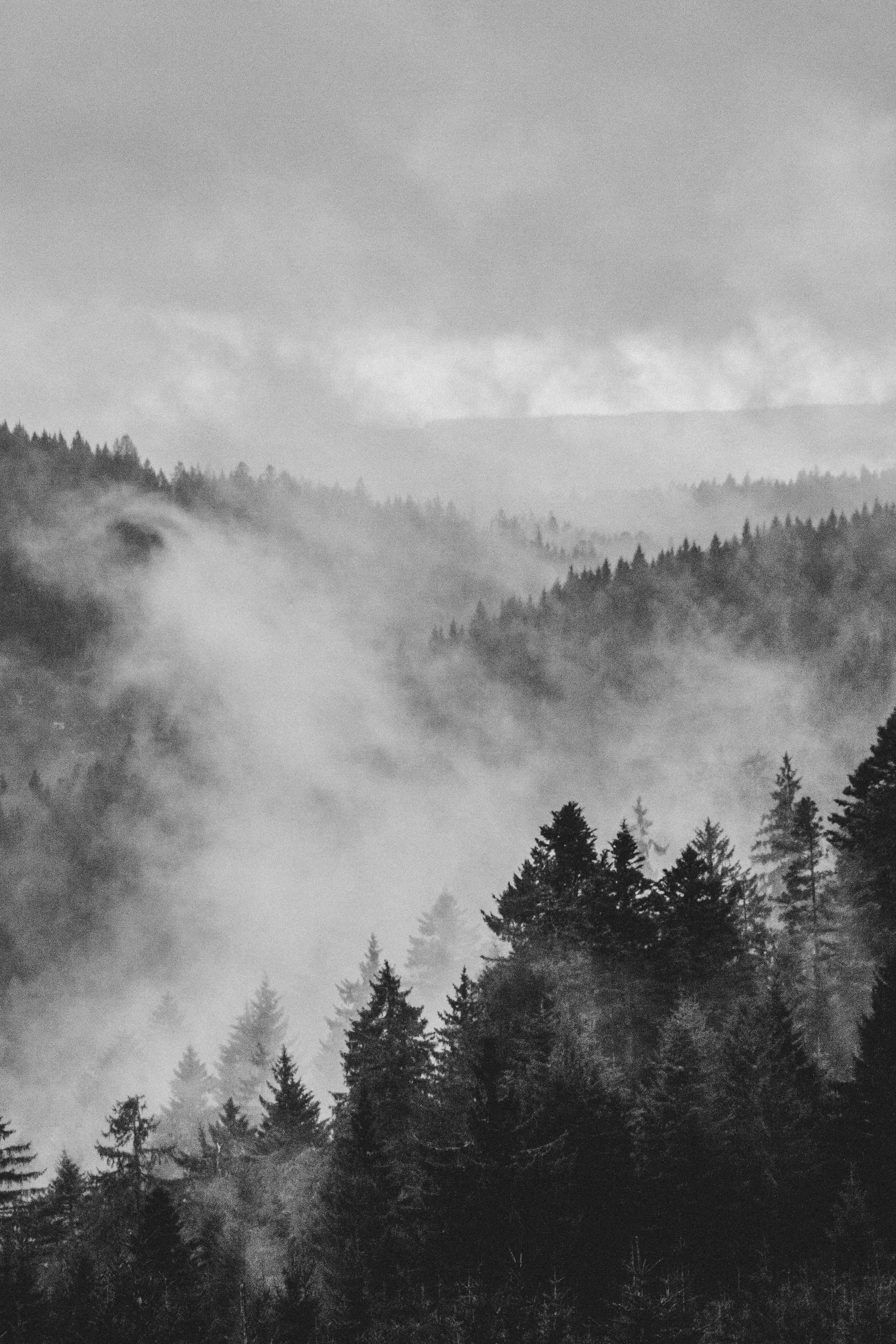 Black White Picture. Download Free Image