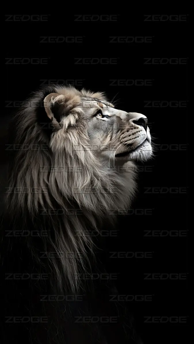 Black Lion wallpaper wallpaper