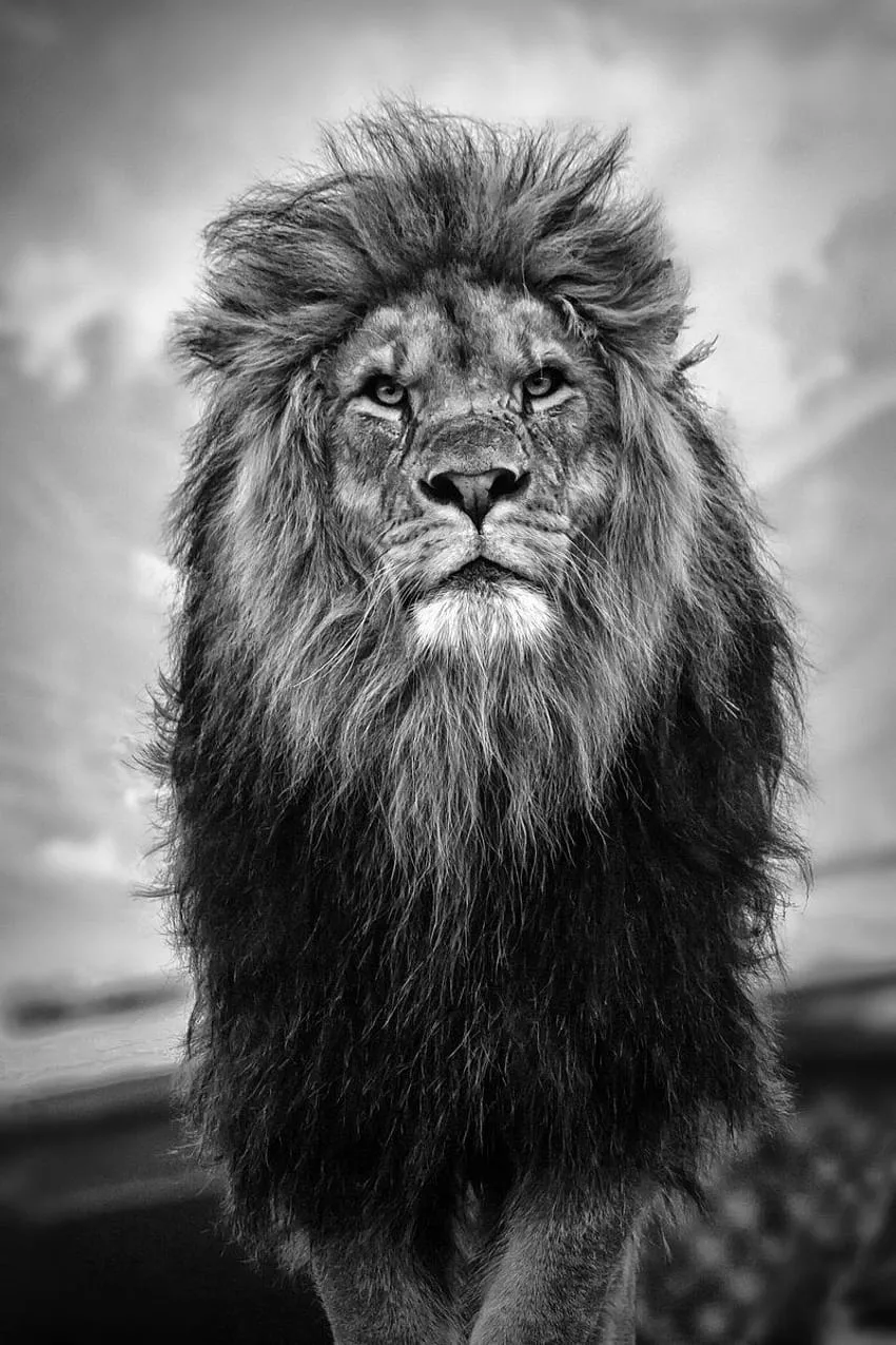 Male Lions HD phone wallpaper