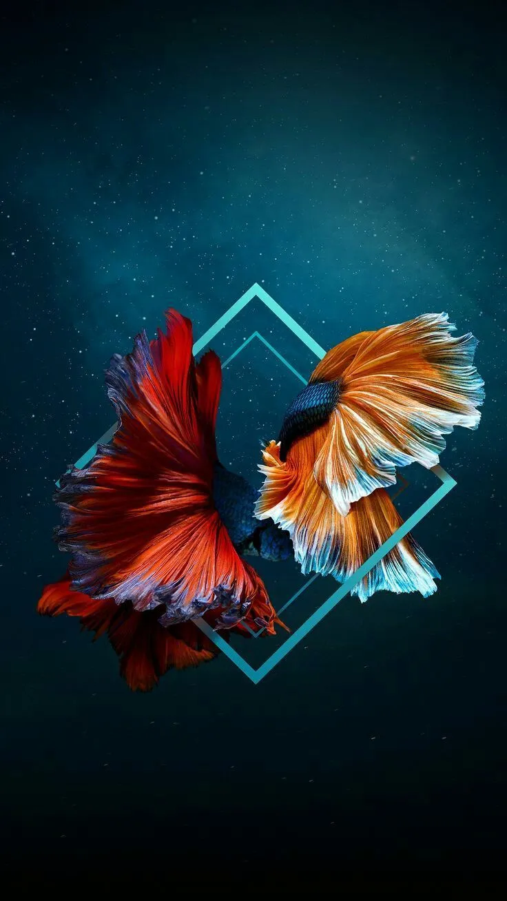 Best Mobile Wallpaper