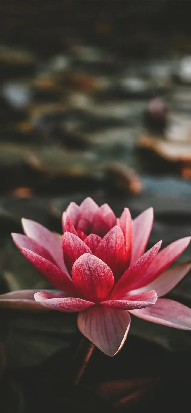 Best Mobile phone background iPhone 11 HD Wallpaper