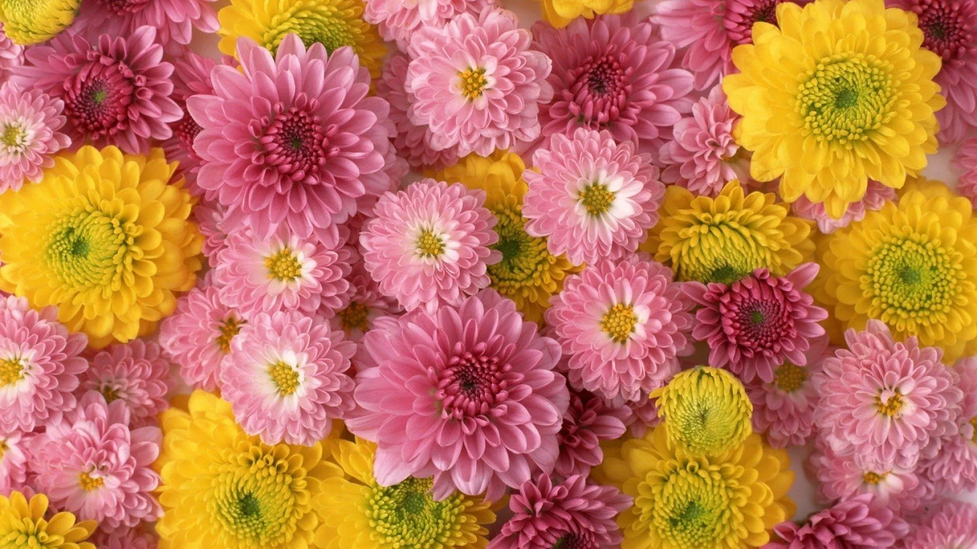 Sunlit Pink & Yellow Chrysanthemum Carpet Wallpaperx1080