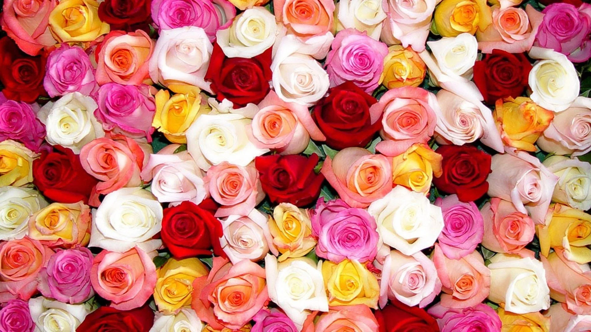 Vibrant Roses HD Wallpaper: A Colorful Symphony of Yellow, Red, Pink & White Bloomsx1080