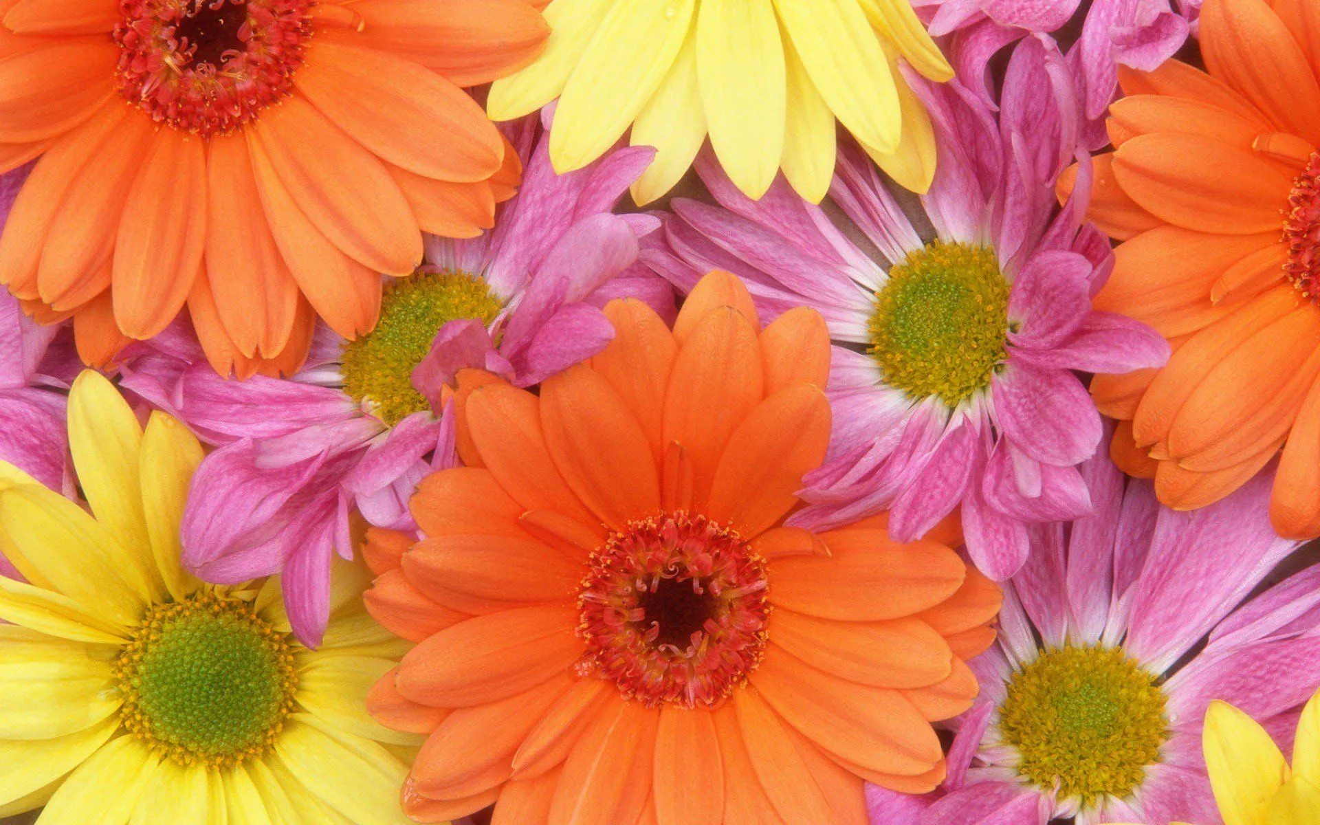 Wallpaper Pink and Yellow Flower in Close up Photography, Background Free Image