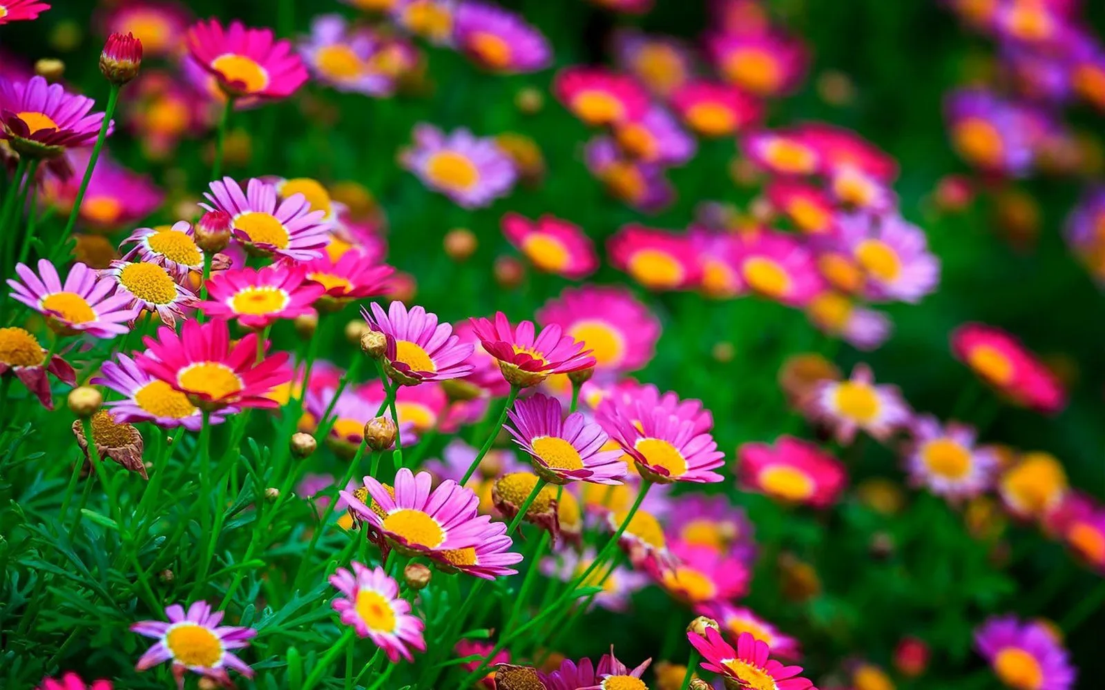 Red and pink flowers with yellow center HD Wallpaper For Desktop Laptop PC and Mobile 3840x2400, Wallpaper13.com