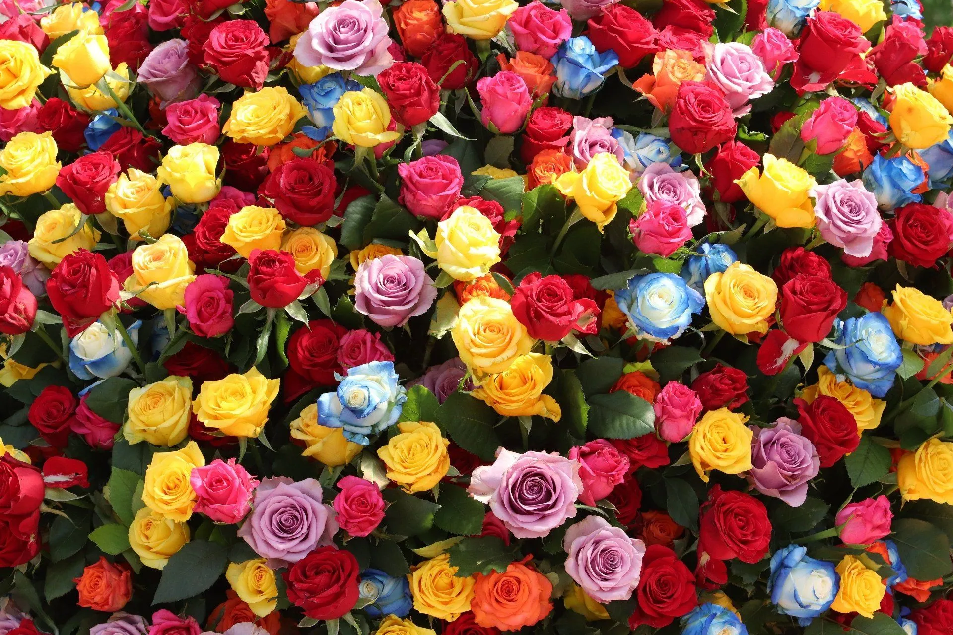 4K Ultra HD Rainbow Rose Wallpaper
