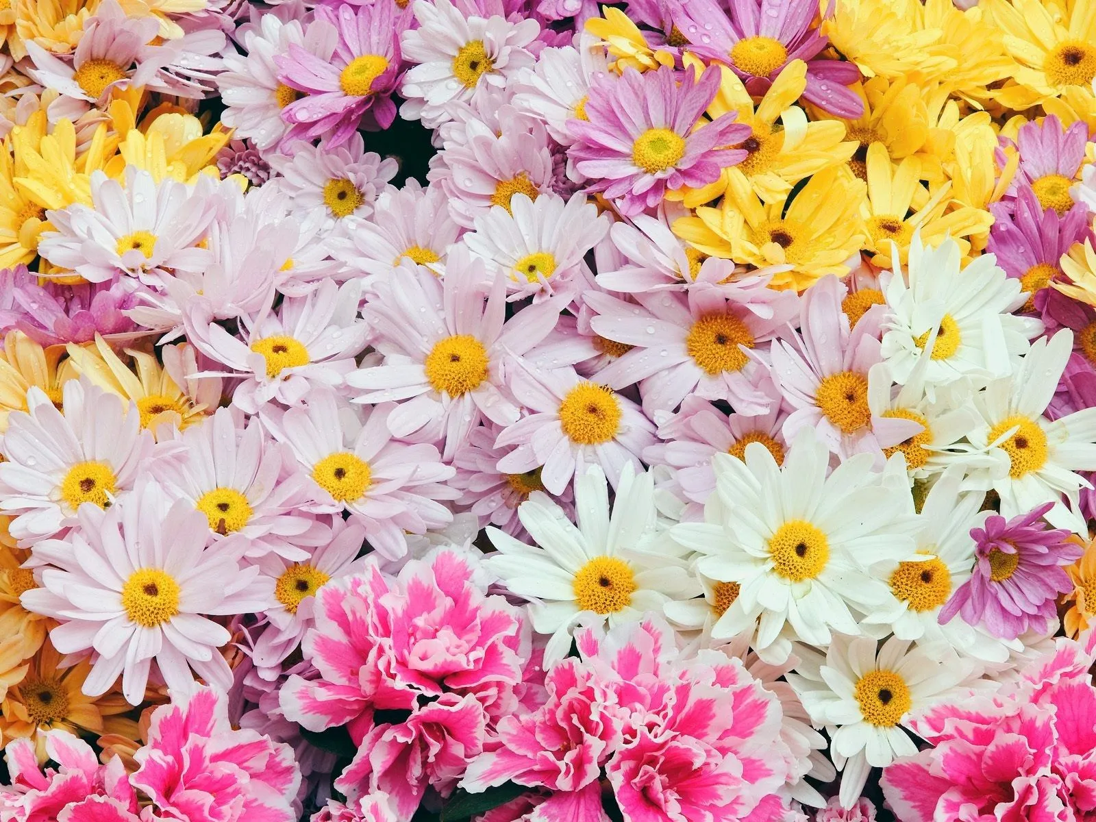 Desktop wallpaper: Flower, Earth, Colorful, Colors, Daisy, Pink Flower, Spring, Yellow Flower, Flowers 4K free download for PC. 408093