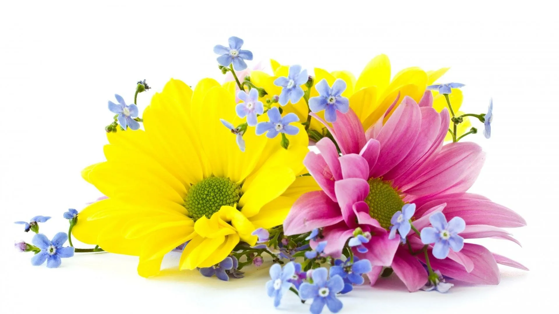 Spring Harmony: Vibrant Pink, Yellow & Blue Daisy Chrysanthemum Blend HD Wallpaperx1080