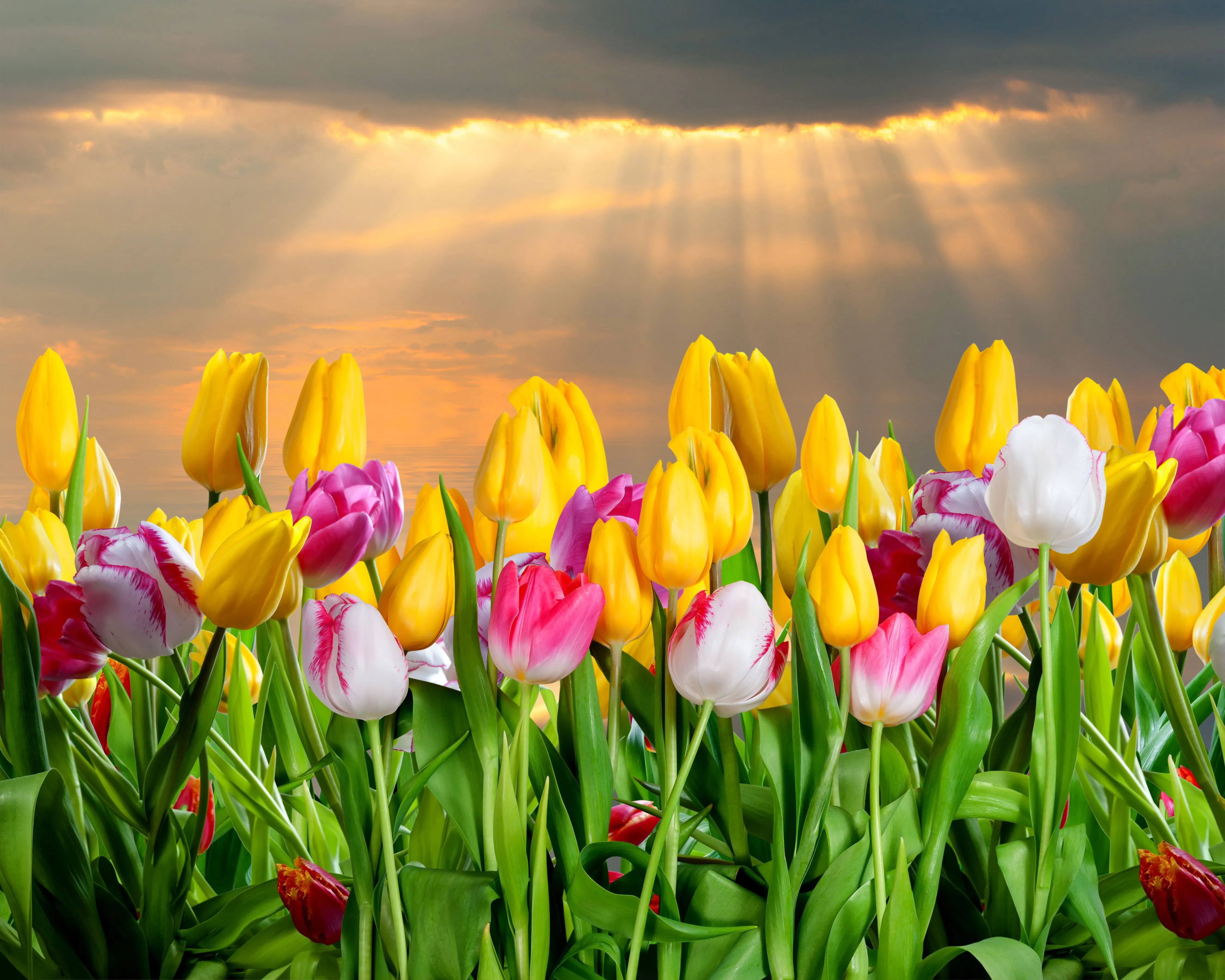 Pink and yellow tulips in the sun Desktop wallpaper 640x480