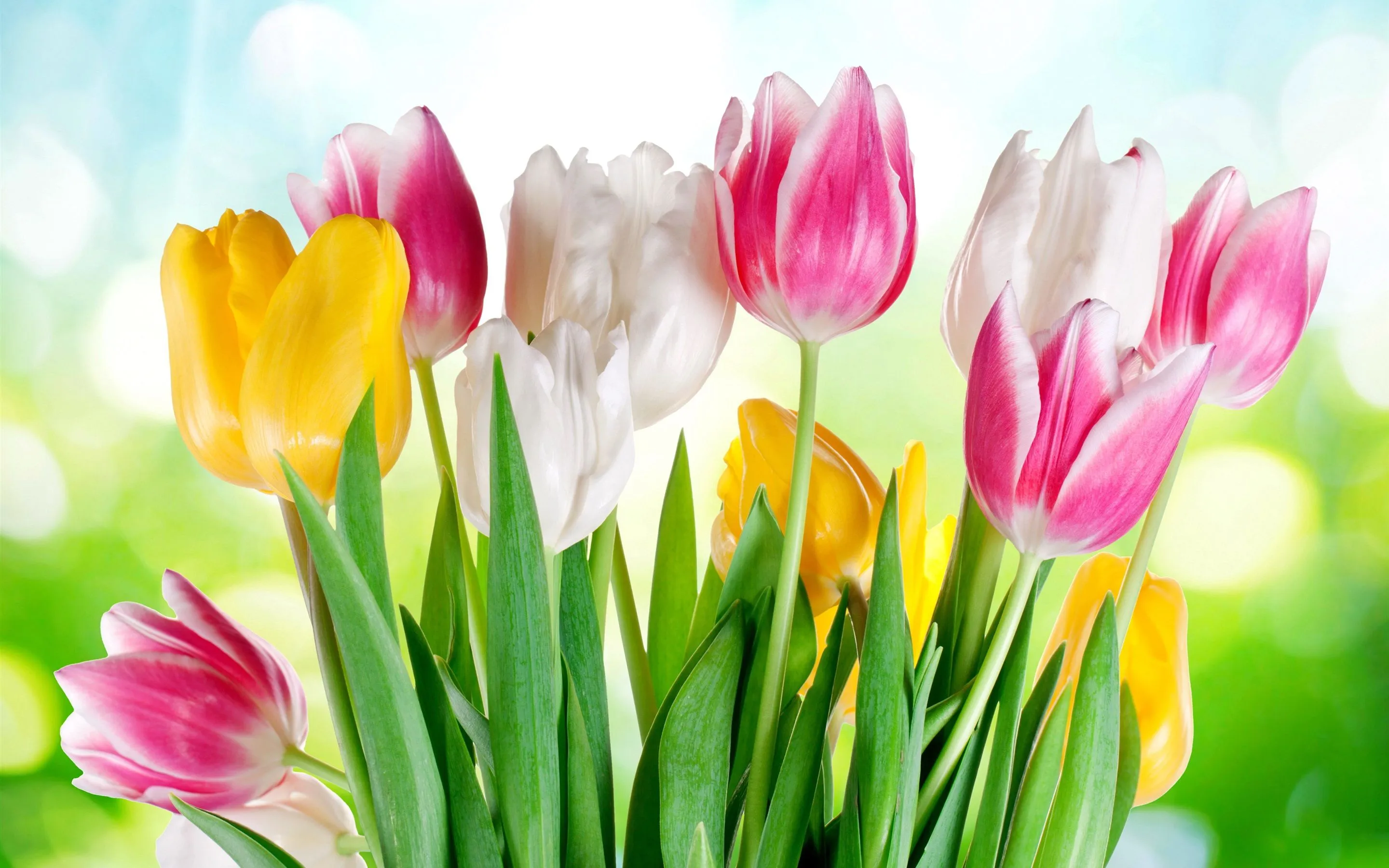 Wallpaper Pink white yellow tulips, sunshine, glare 3840x2160 UHD 4K Picture, Image