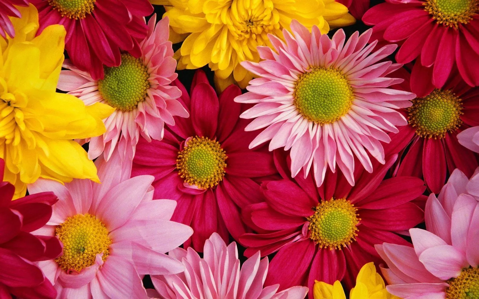 Chrysanthemum flowers red yellow and pink flowers Chrysanthemum Wallpaper HD 2560x1600, Wallpaper13.com
