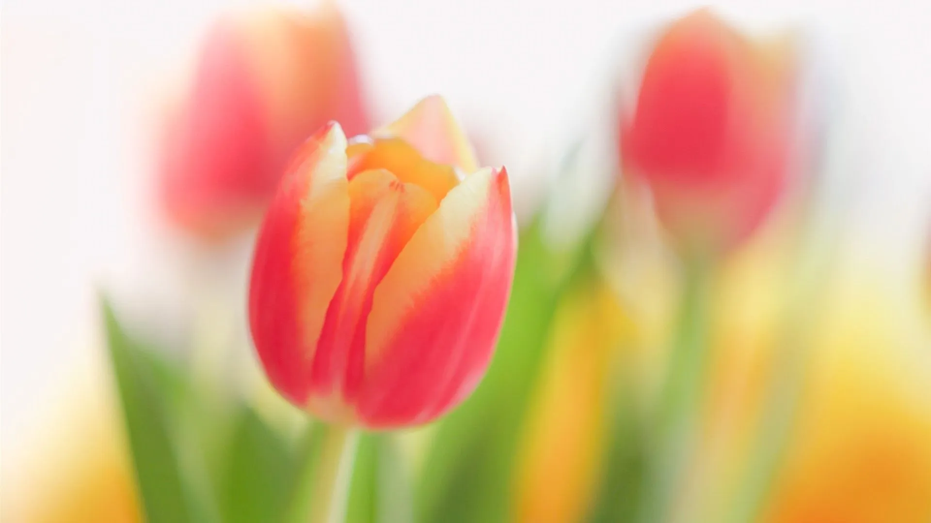 Wallpaper Pink yellow petals tulips, flowers, hazy 1920x1440 Picture, Image