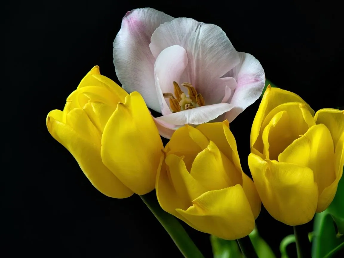 Three yellow tulips and one pink on a black background Desktop wallpaper 1152x864