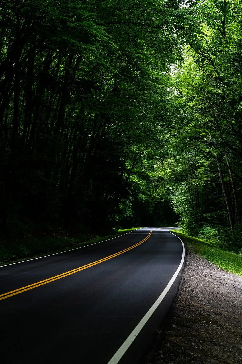 Nature, Trees, Road, Turn, Forest, Asphalt HD phone wallpaper