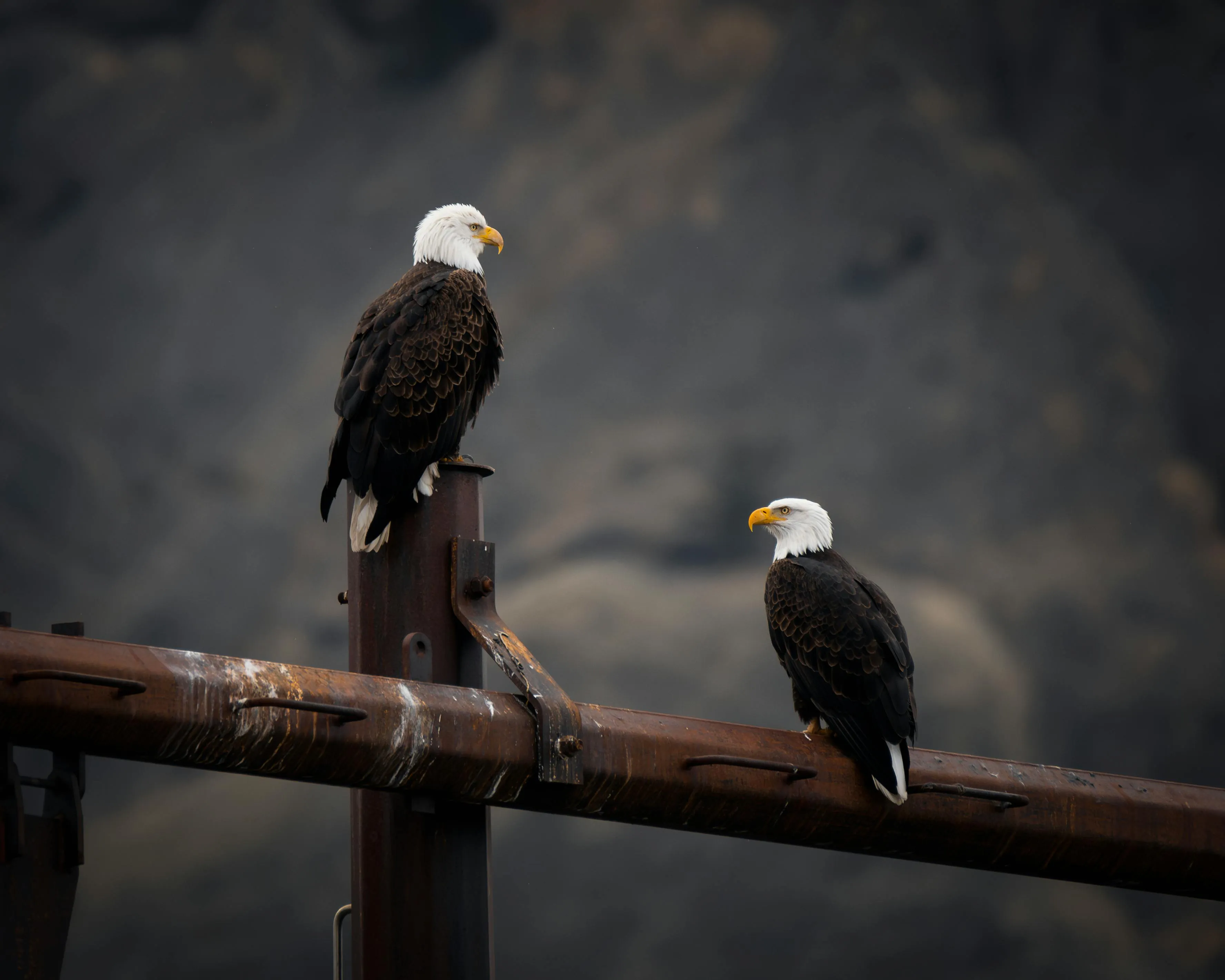 Eagles Photo, Download The BEST Free Eagles & HD Image