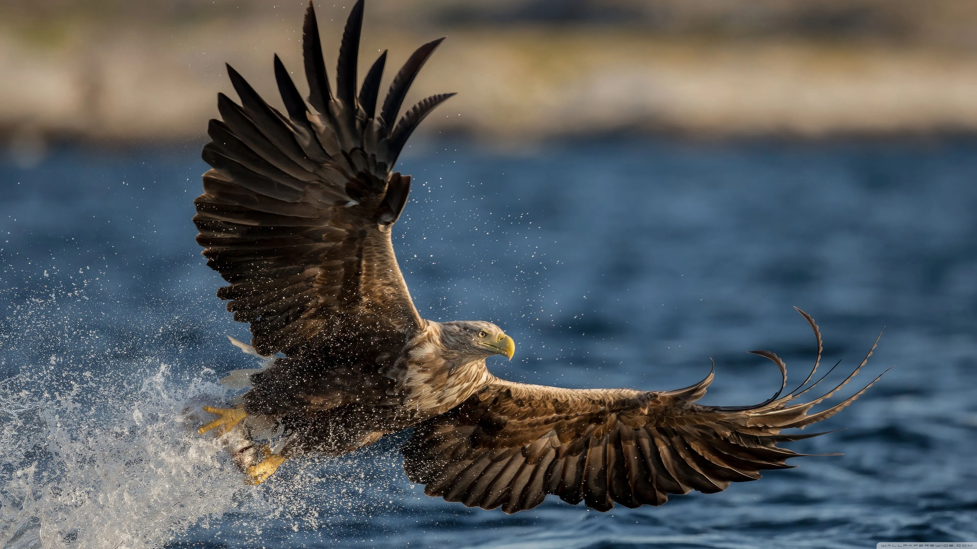 Bald Eagle, Bird of Prey, Fish, Water, Flight, Epic Photography 4K UHD Wallpaper for UltraHD Desktop and TV, Widescreen and UltraWide Display