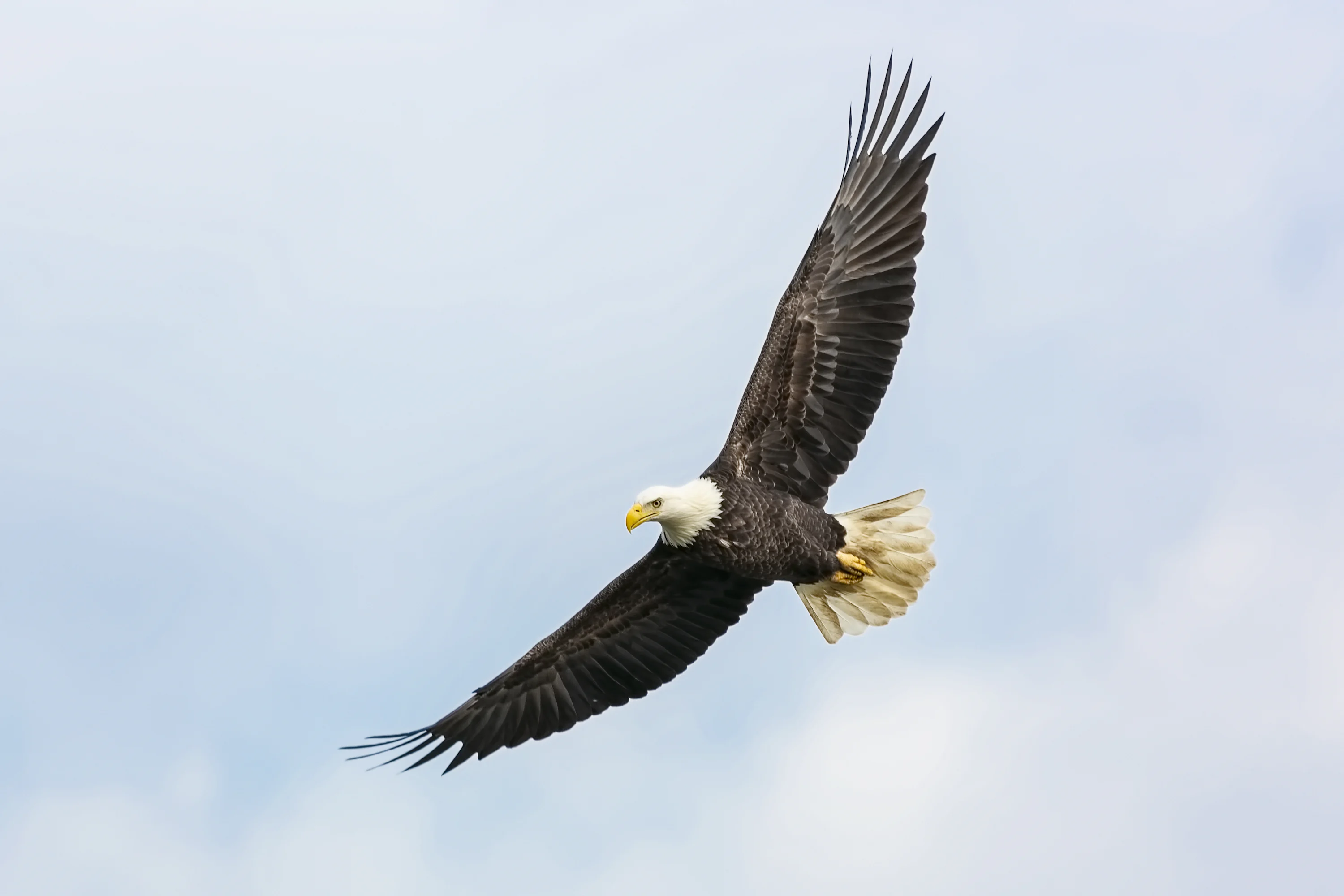 Eagle Wallpaper: Free HD Download [4K]