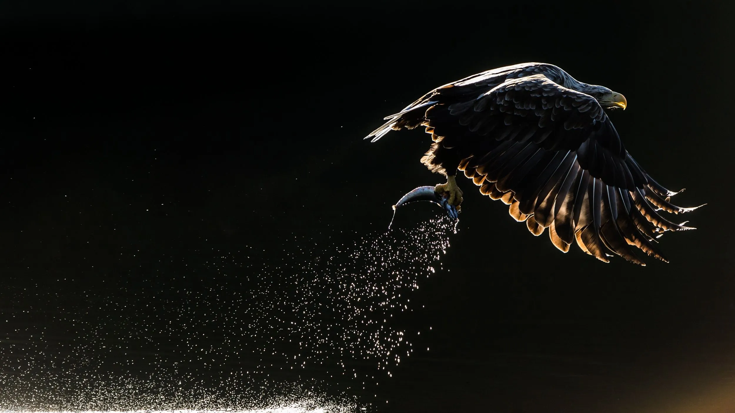 Desktop wallpaper: Eagle, Animal, Bird Of Prey, Bird, Birds 4K free download for PC. 473565