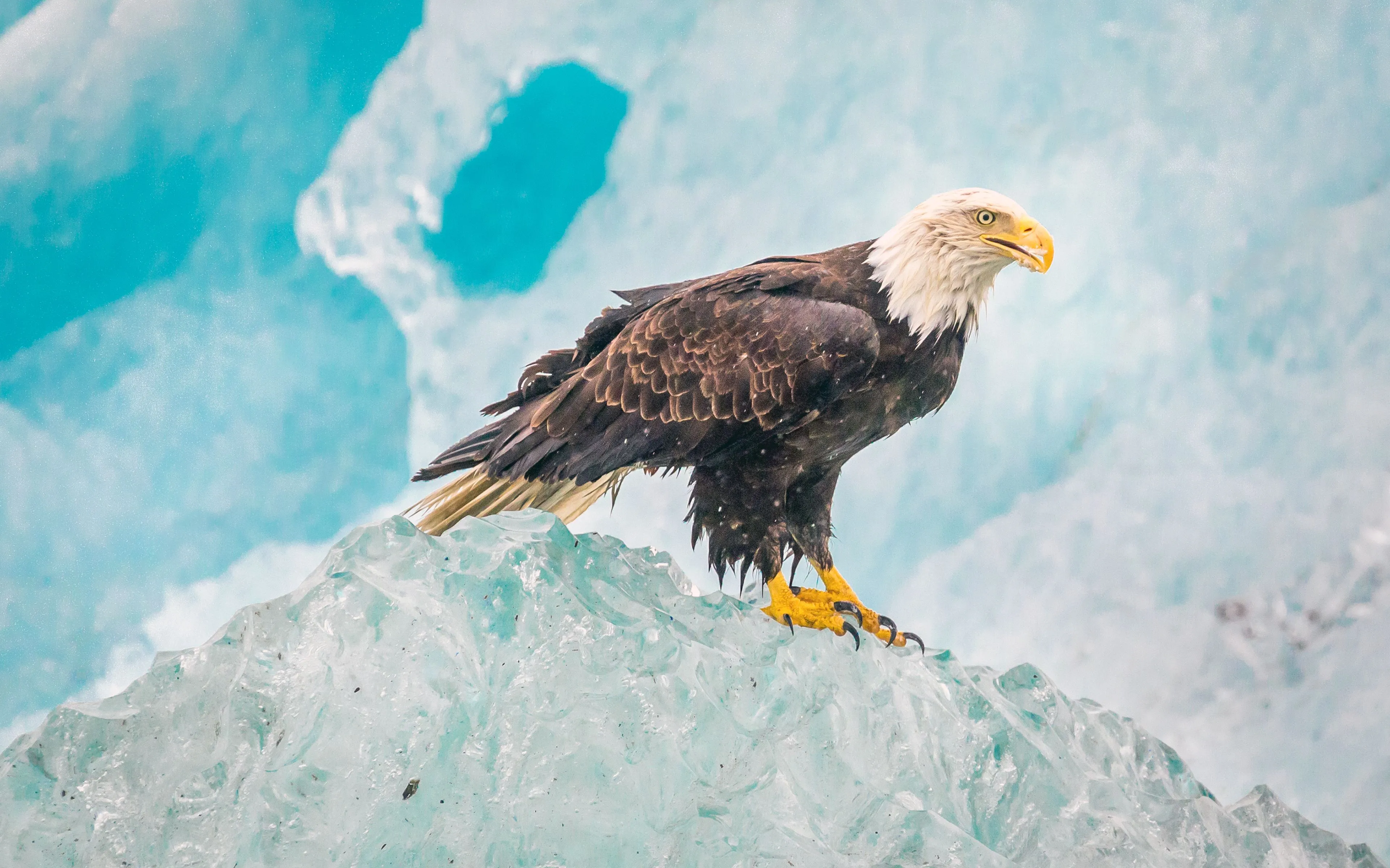 Eagle Wallpaper 4K, Iceberg, Birds of Prey, Raptors