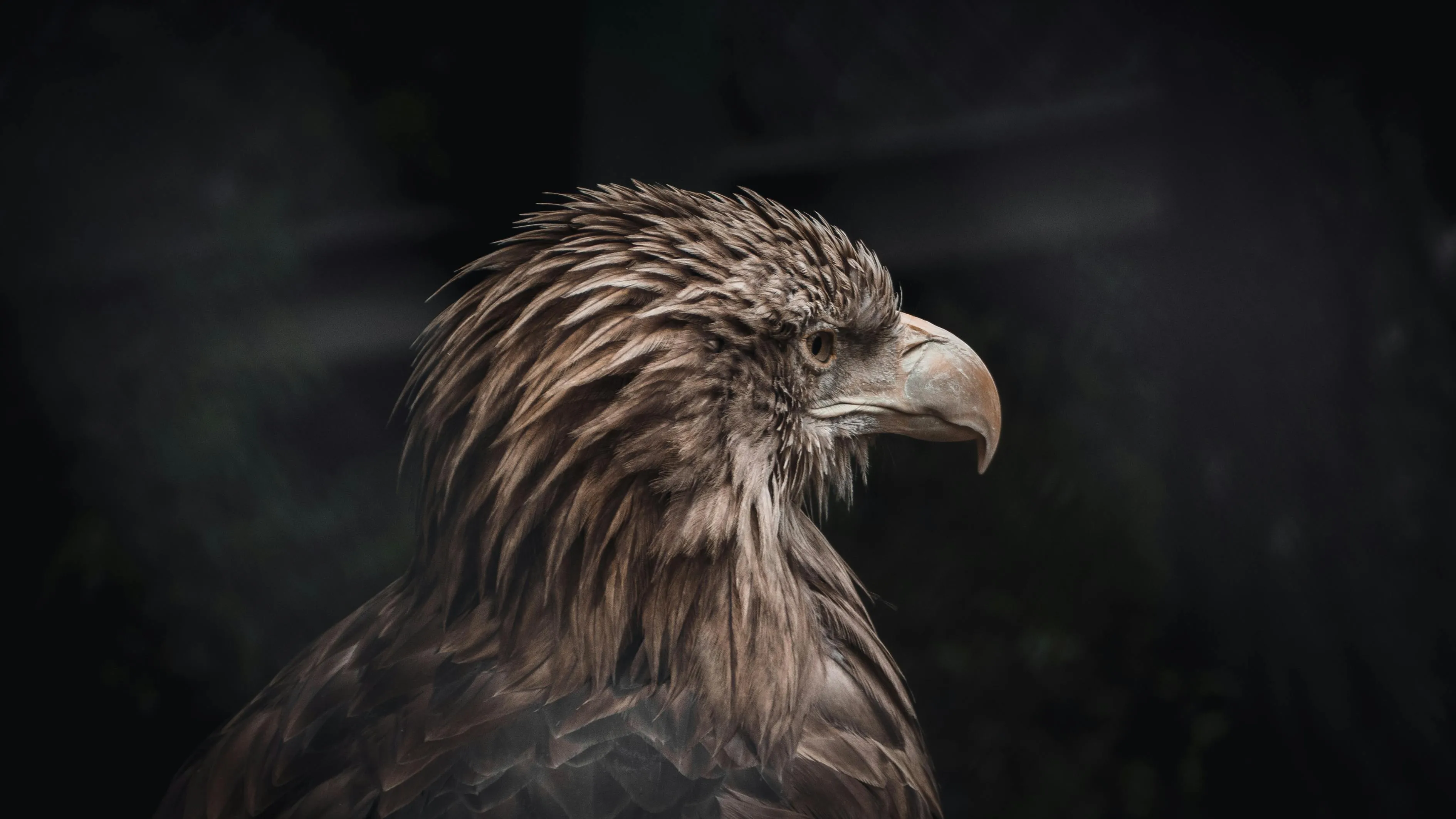 Close Up Portrait Of A Majestic Bald Eagle · Free