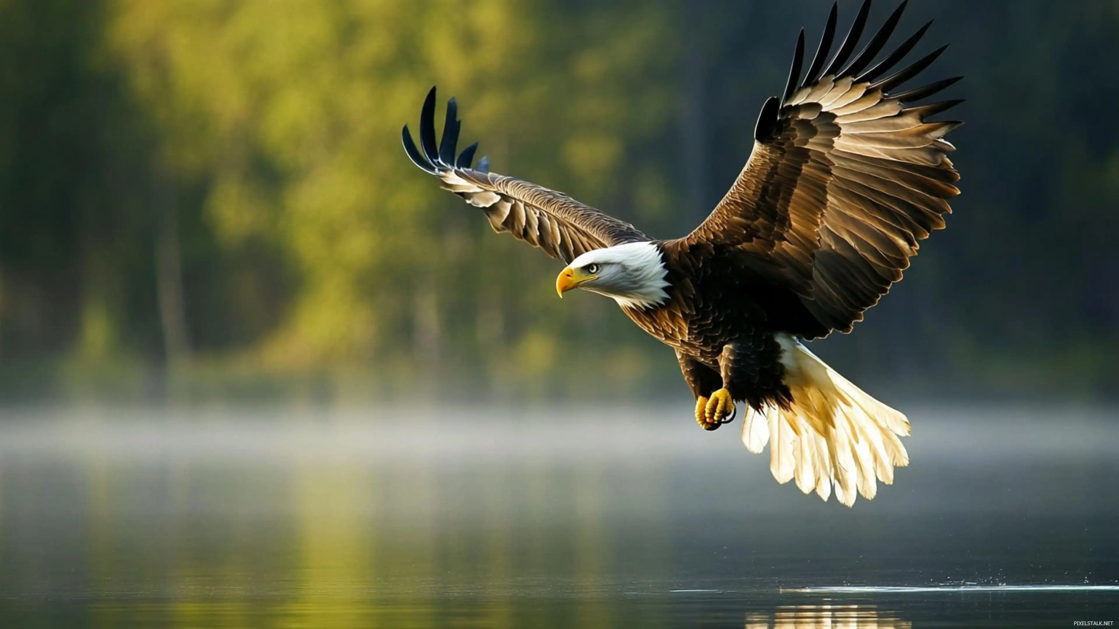 American Eagle Wallpaper