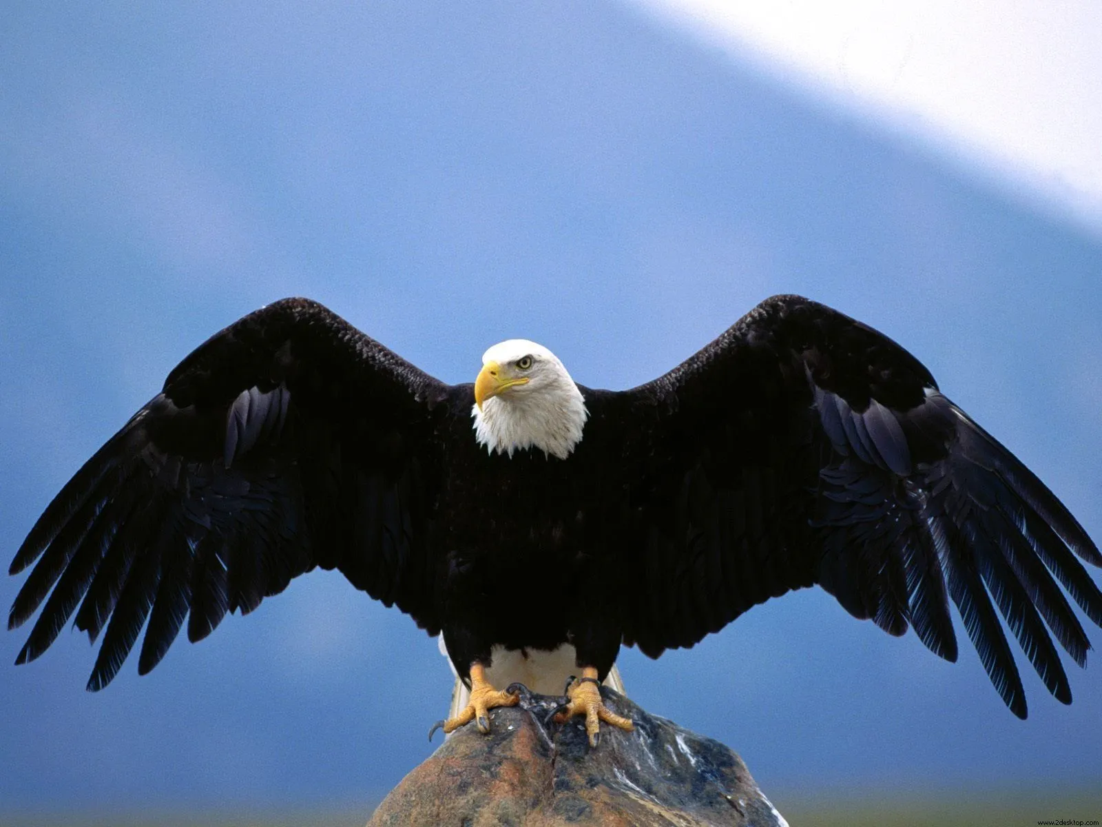 Bald Eagle HD Background Wallpaper 19755
