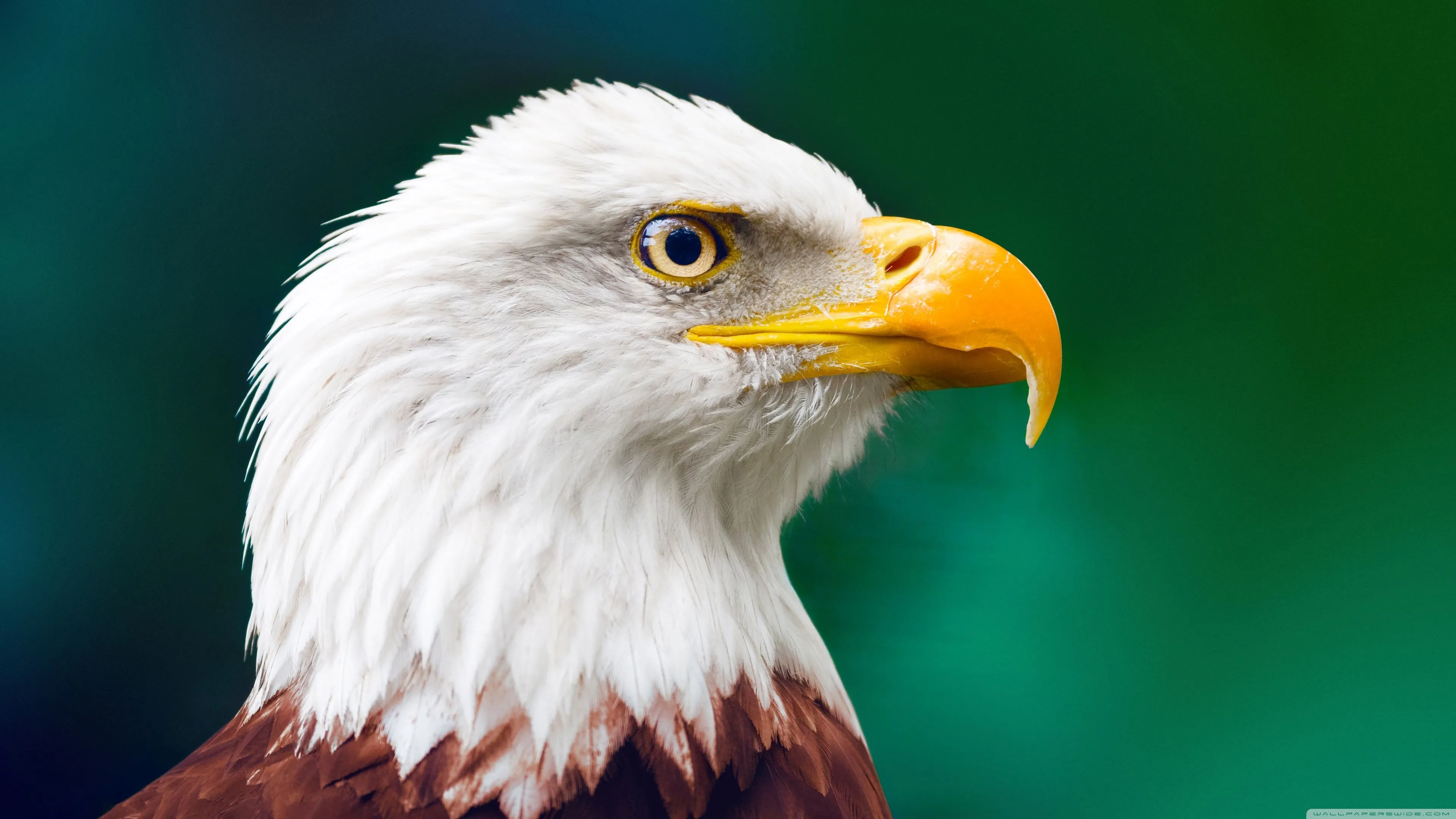 Eagle 4K UHD Wallpaper for UltraHD Desktop and TV, Widescreen and UltraWide Display, Smartphone and Tablet Devices