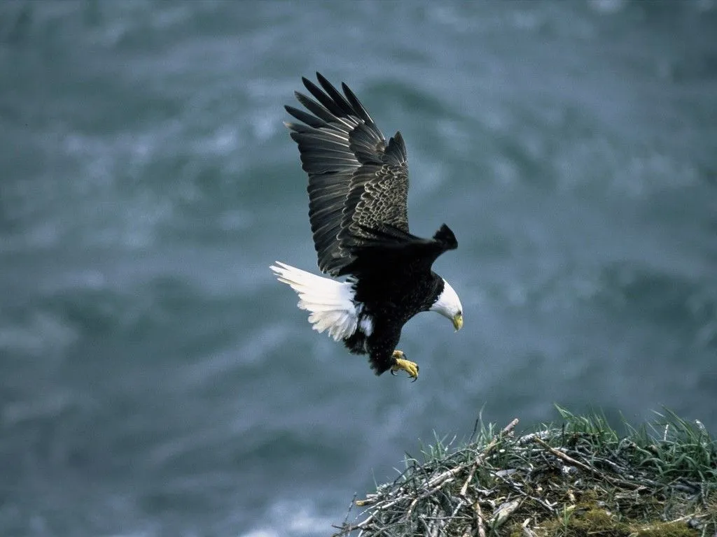 HD Bald Eagle Wallpaper Definition, High Resolution HD Wallpaper, High Definition, High Resolution HD Wallpaper